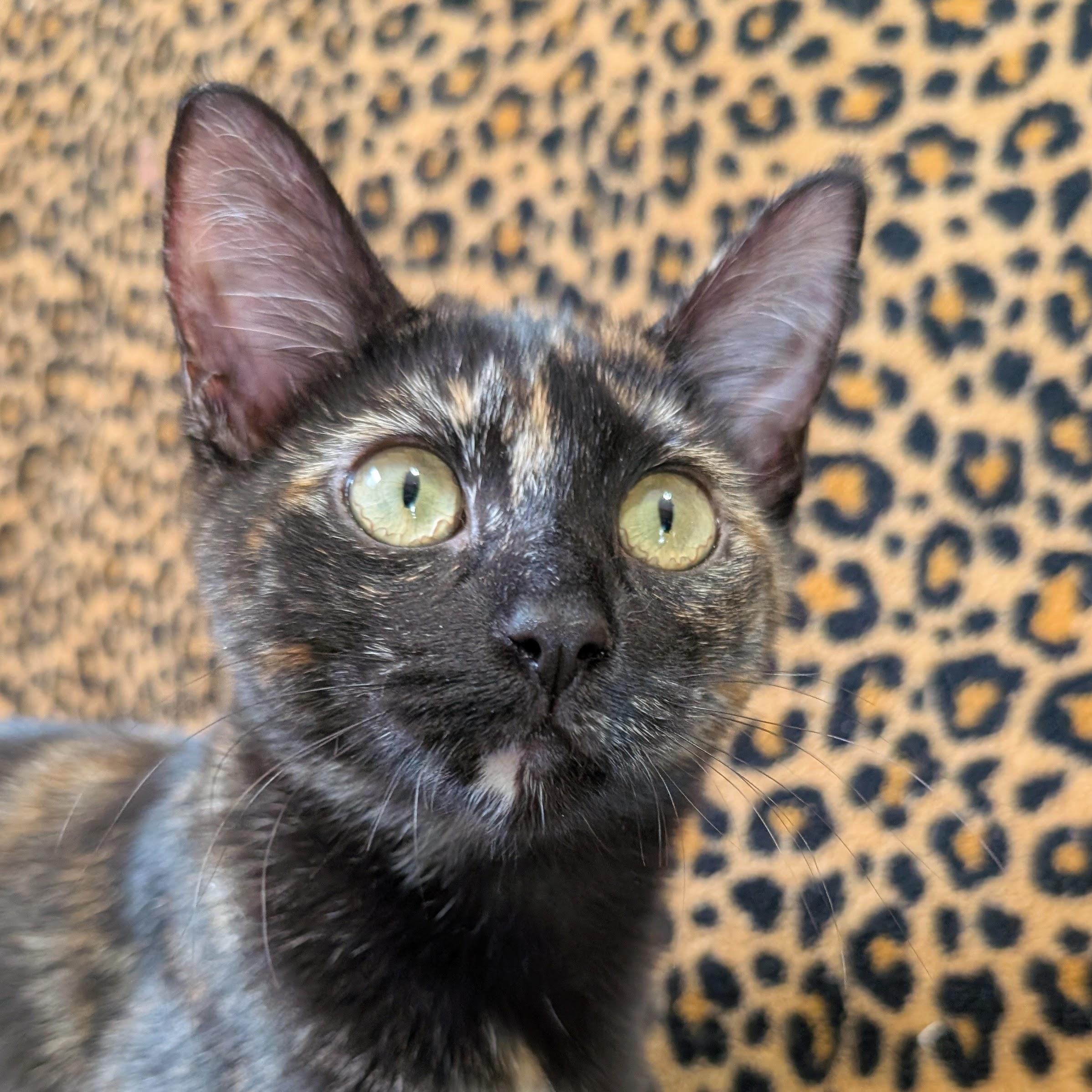 Enlarge Trixie @ Fat Cat Cafe, a Adoptable Domestic Short Hair in Tallahassee, FL image 2/6