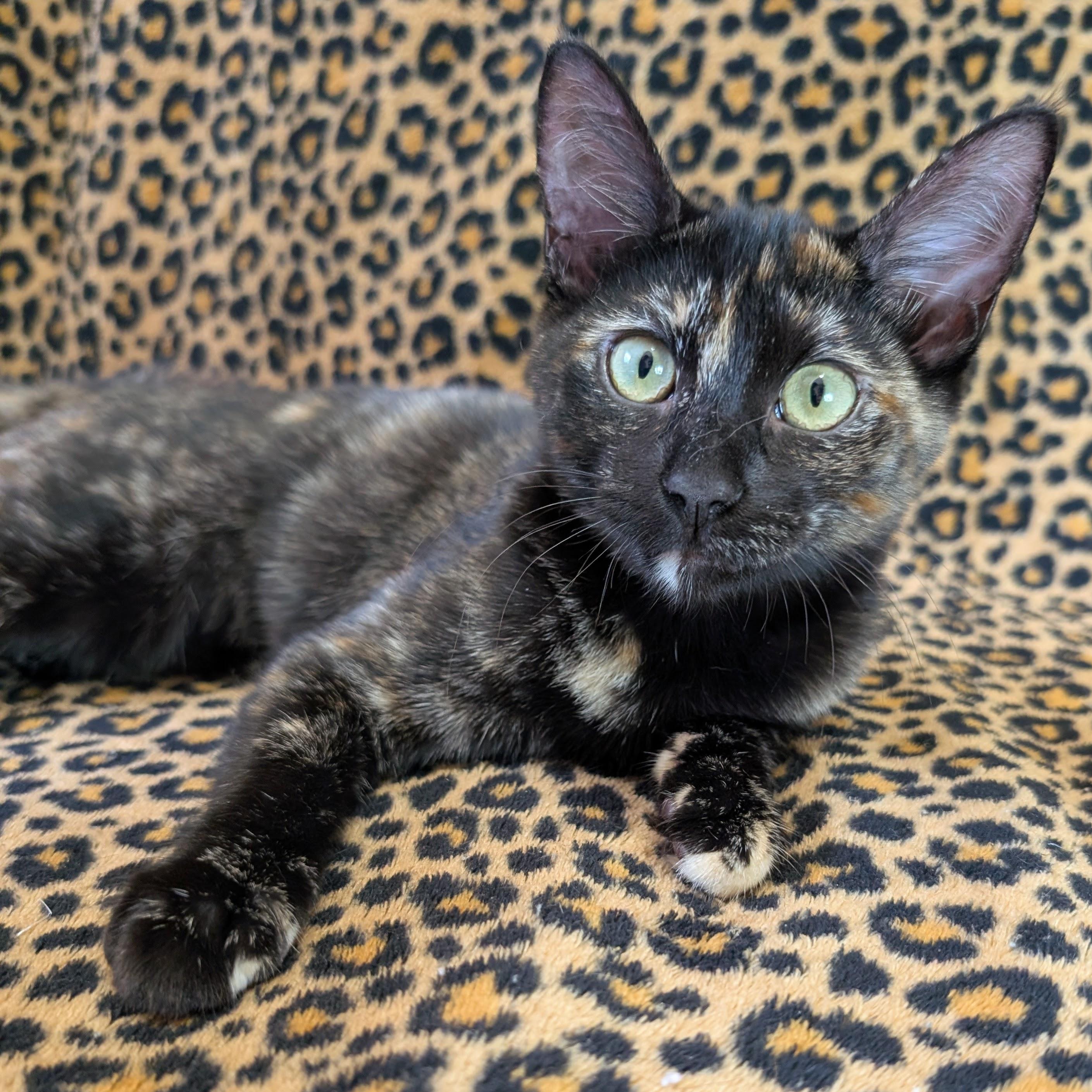 Enlarge Trixie @ Fat Cat Cafe, a Adoptable Domestic Short Hair in Tallahassee, FL image 3/6