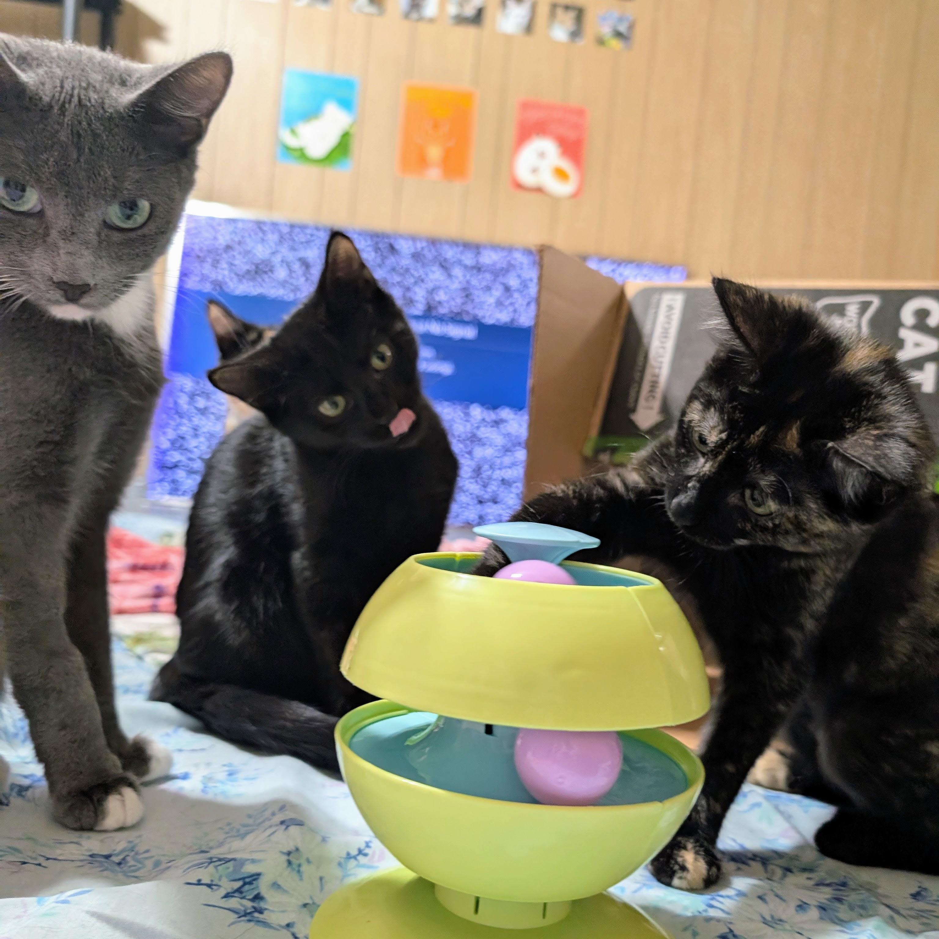 Enlarge Trixie @ Fat Cat Cafe, a Adoptable Domestic Short Hair in Tallahassee, FL image 4/6