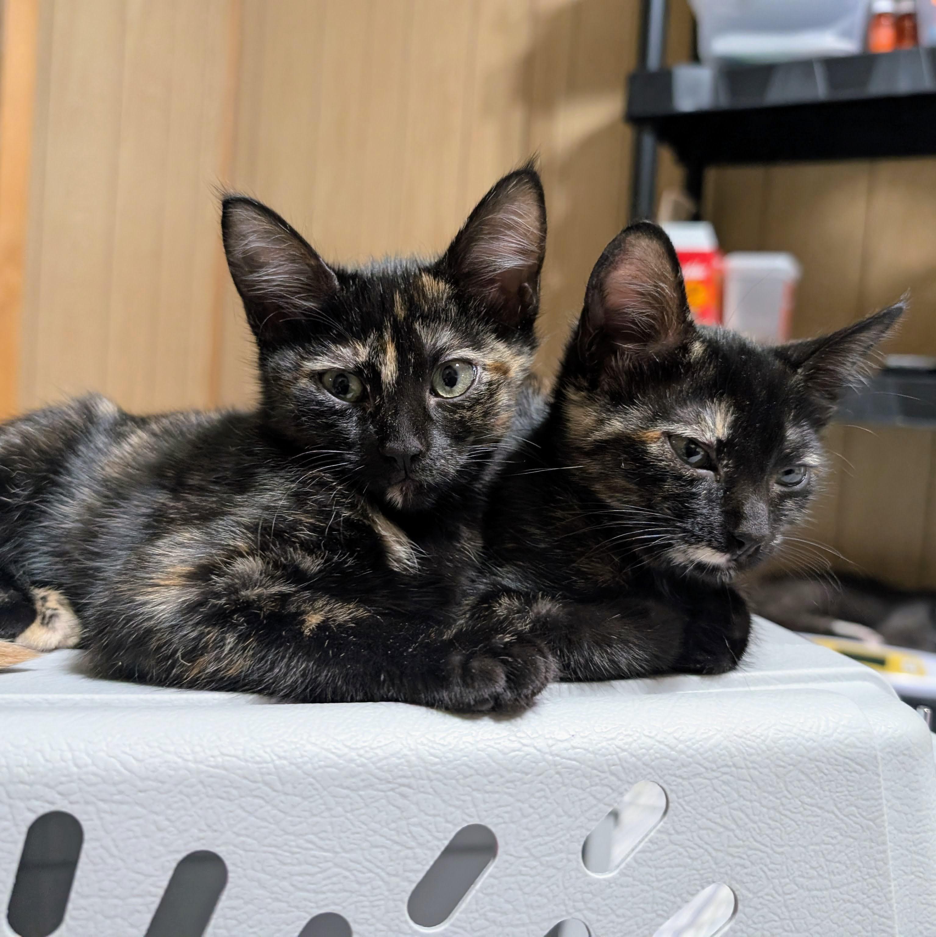 Enlarge Trixie @ Fat Cat Cafe, a Adoptable Domestic Short Hair in Tallahassee, FL image 5/6