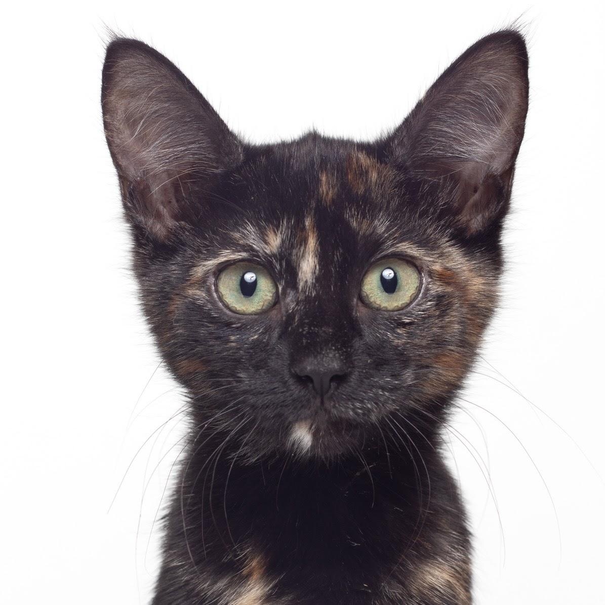 Trixie @ Fat Cat Cafe, Adoptable, Kitten Female Domestic Short Hair.