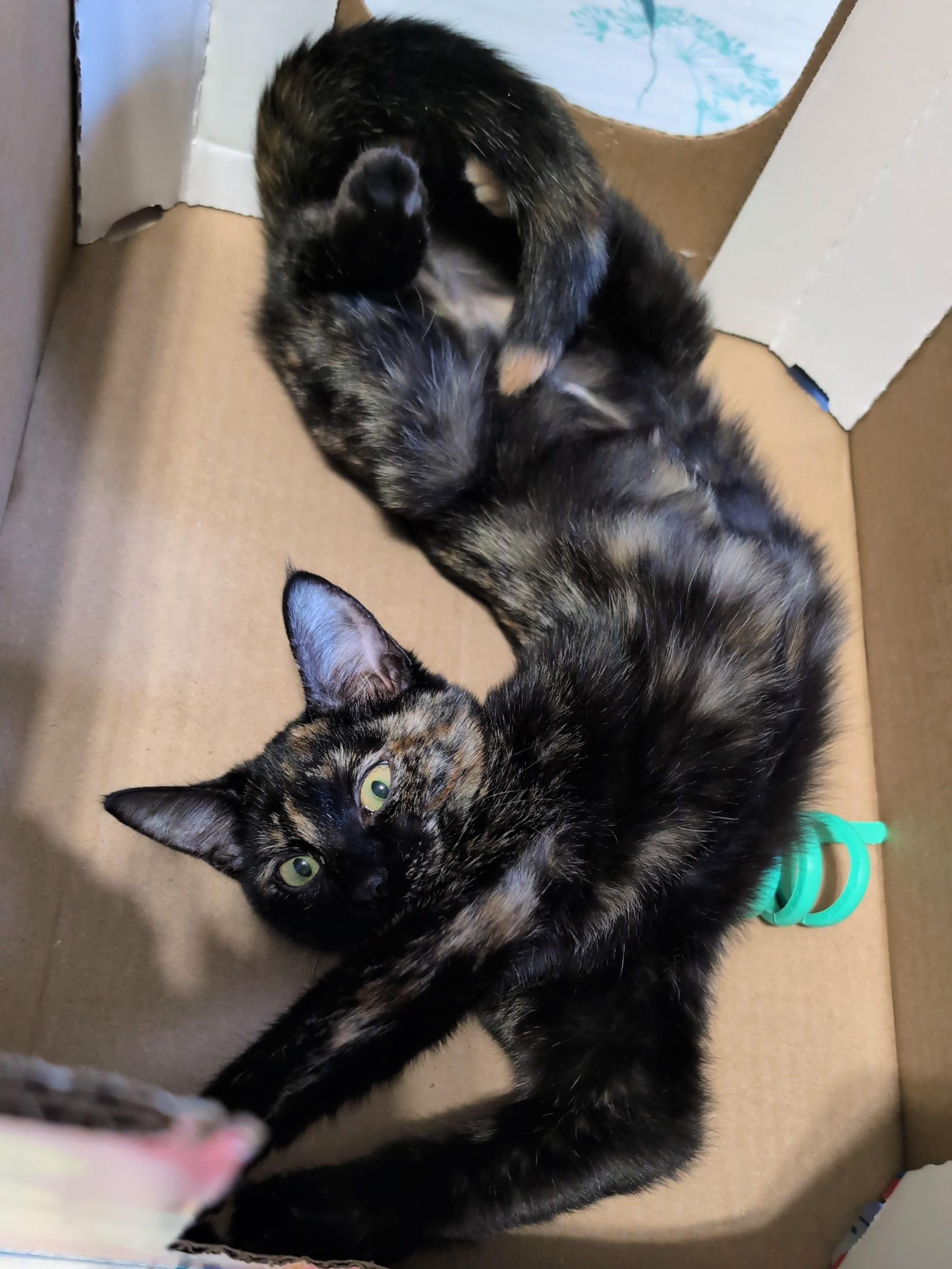 Enlarge Trixie @ Fat Cat Cafe, a Adoptable Domestic Short Hair in Tallahassee, FL image 6/6