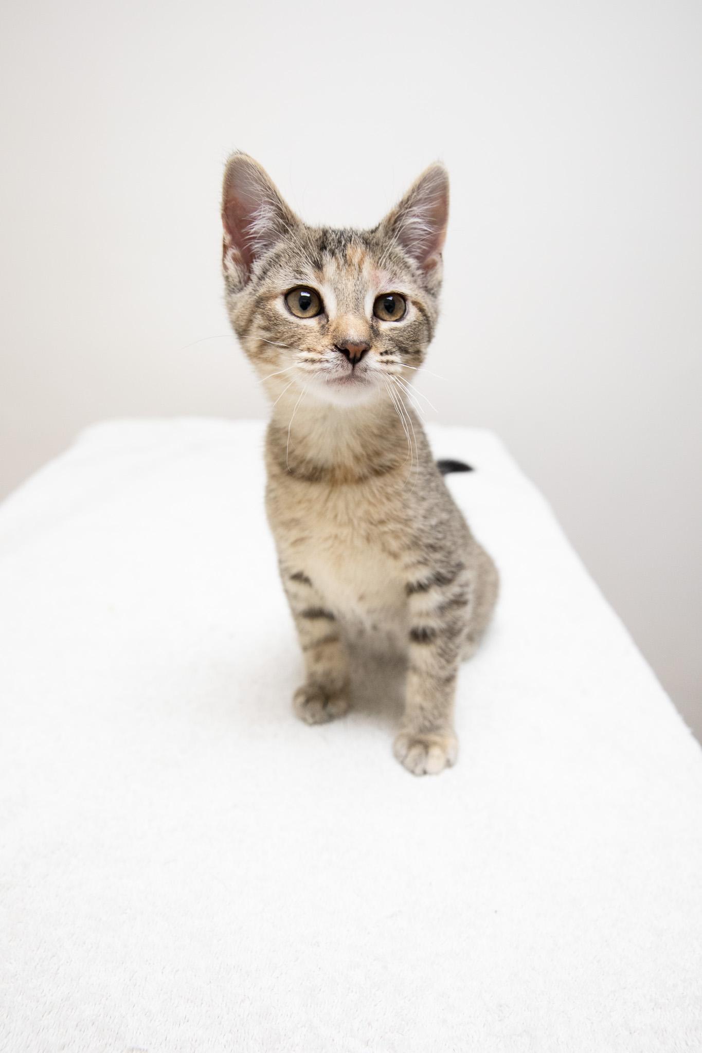 Enlarge Irina, an adopted Domestic Short Hair in Montclair, NJ image 2/6