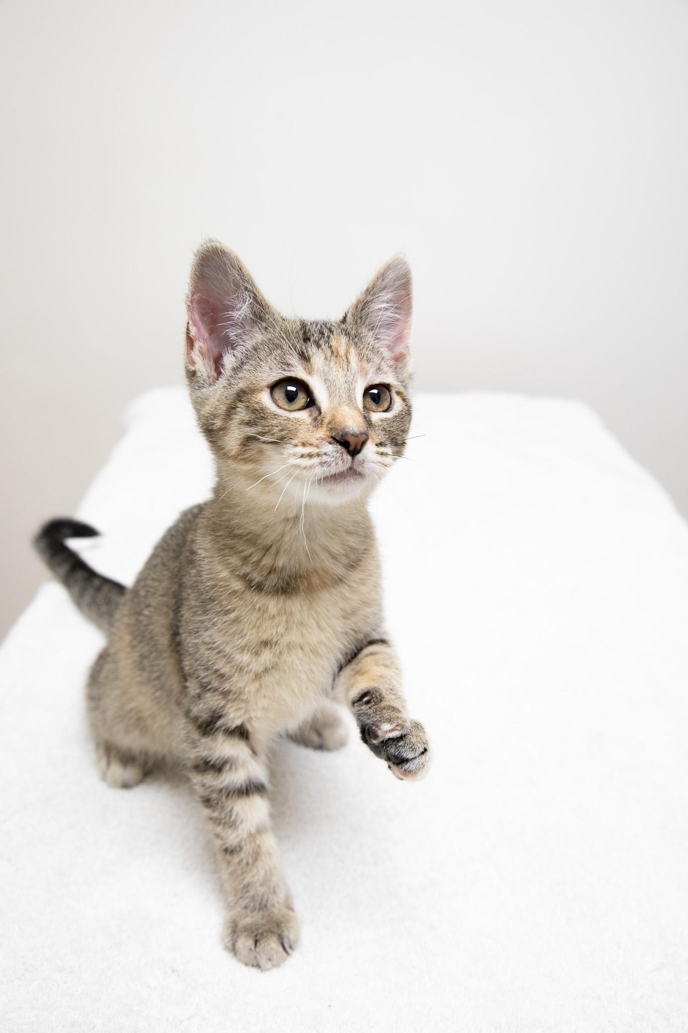 Enlarge Irina, an adopted Domestic Short Hair in Montclair, NJ image 4/6