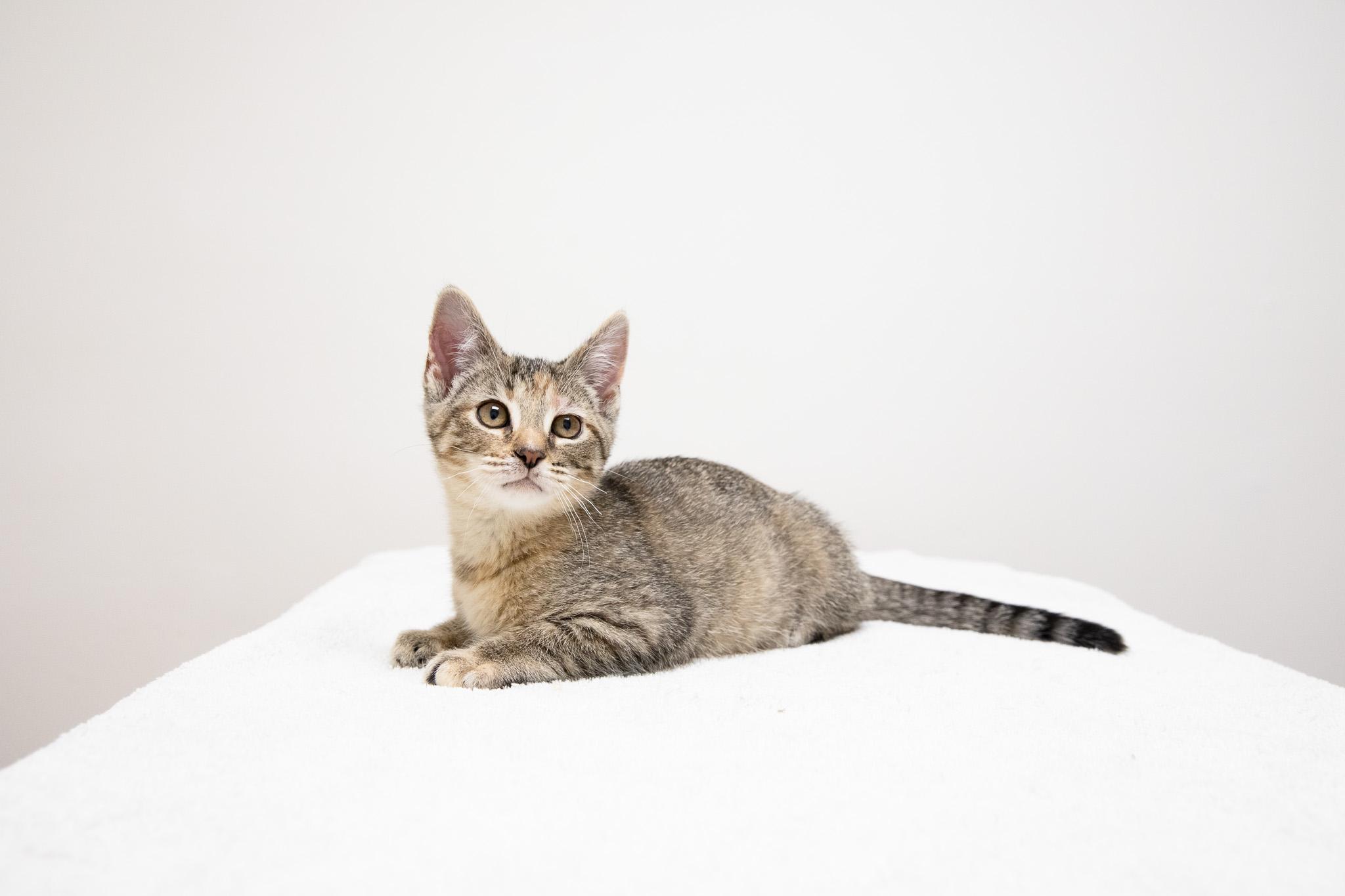 Enlarge Irina, an adopted Domestic Short Hair in Montclair, NJ image 3/6