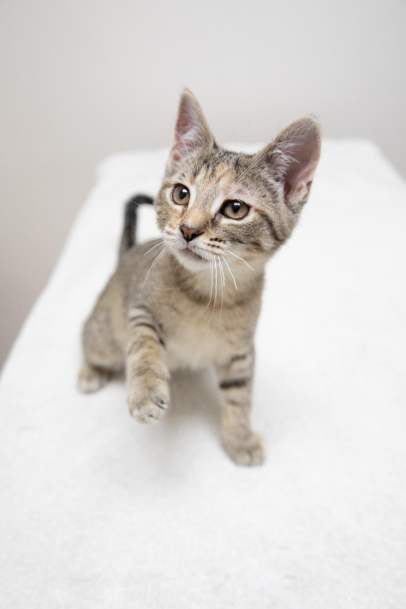 Enlarge Irina, an adopted Domestic Short Hair in Montclair, NJ image 6/6