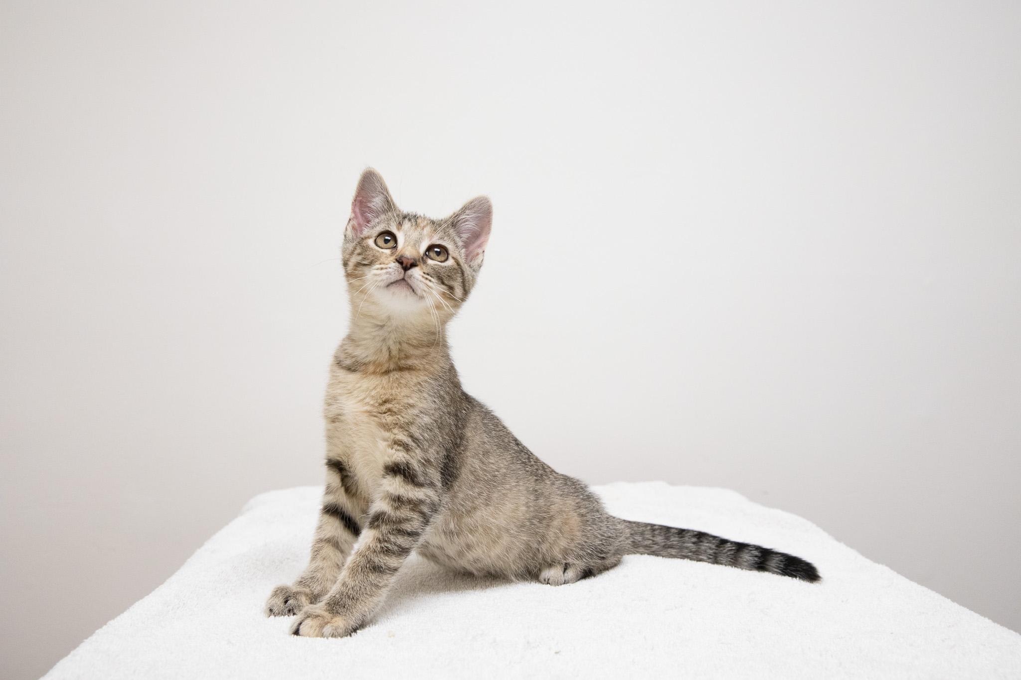 Enlarge Irina, an adopted Domestic Short Hair in Montclair, NJ image 5/6