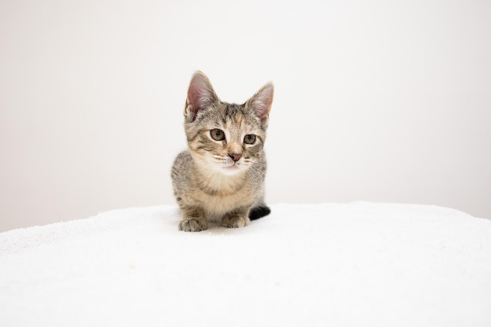 Enlarge Irina, an adopted Domestic Short Hair in Montclair, NJ image 1/6