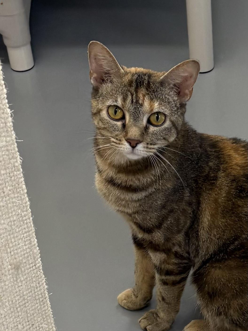 Enlarge Paris, a ADOPTABLE American Shorthair in Big Rapids, MI image 1/2