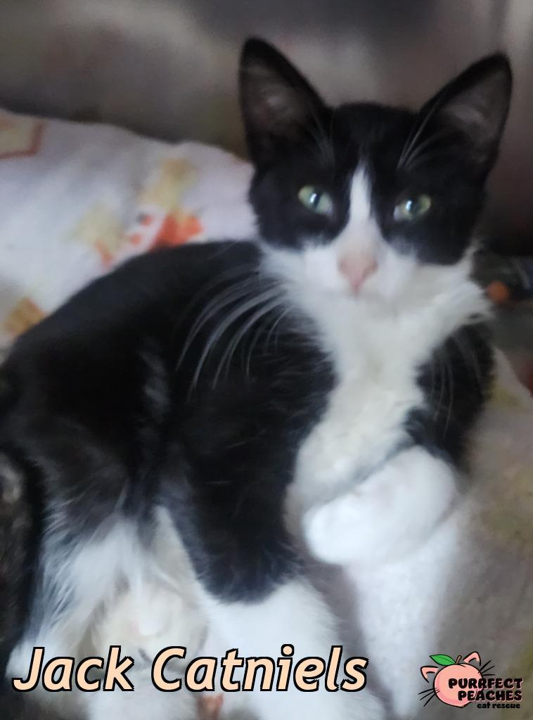 Enlarge Jack Catniels, a Adoptable mixed breed in Douglasville, GA image 1/1