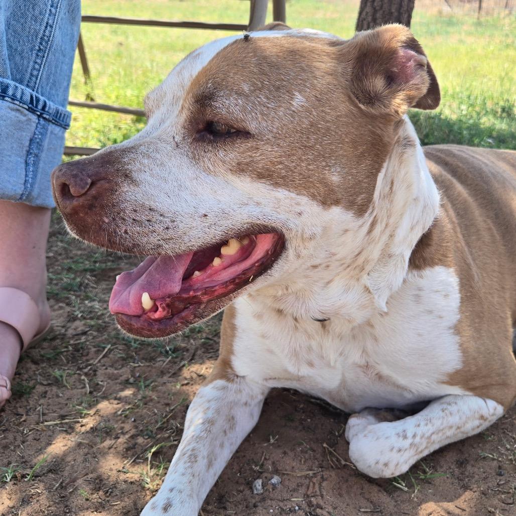 Miss Honey Baby, a Adoptable mixed breed in Midland, TX image 1/4