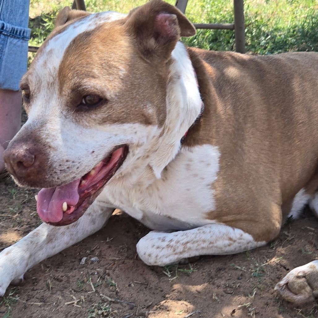 Miss Honey Baby, a Adoptable mixed breed in Midland, TX image 2/4