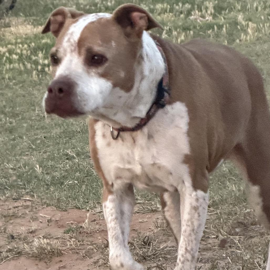 Miss Honey Baby, a Adoptable mixed breed in Midland, TX image 3/4