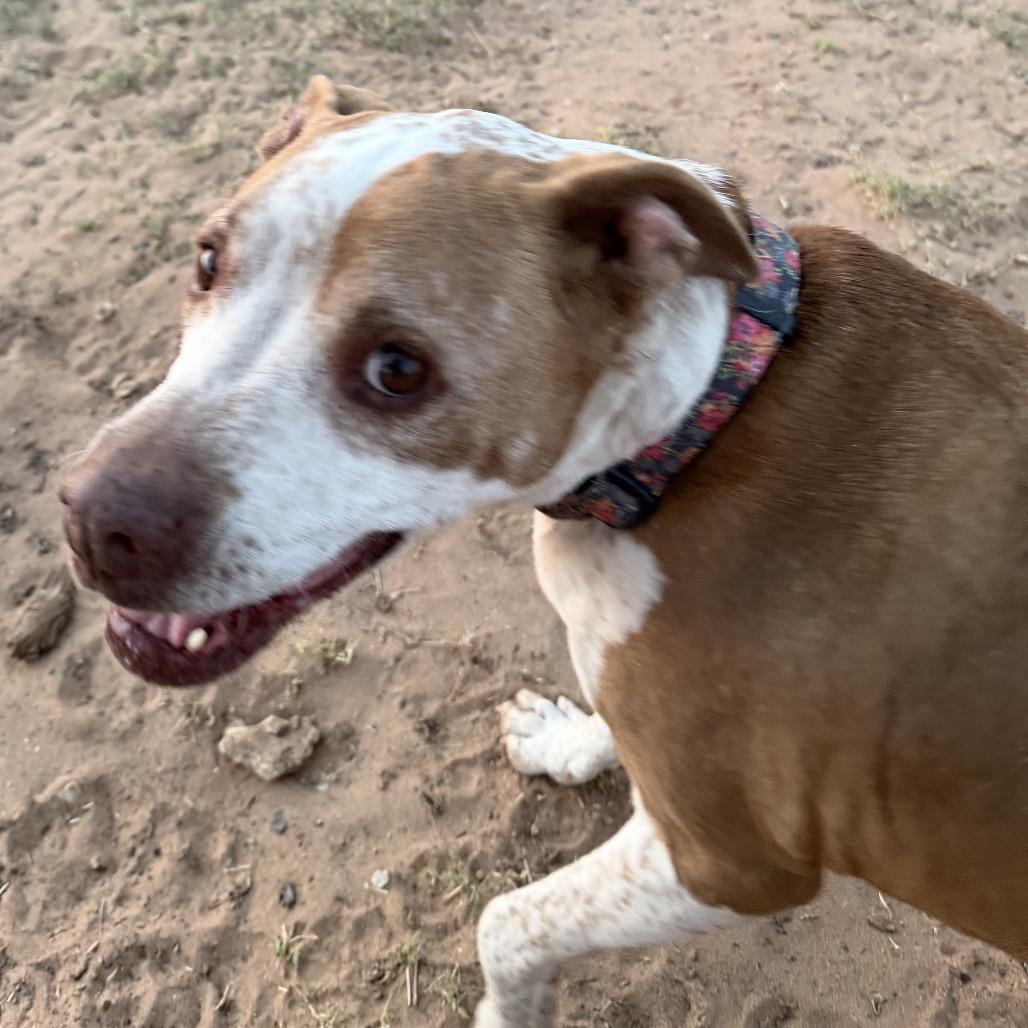 Miss Honey Baby, a Adoptable mixed breed in Midland, TX image 4/4