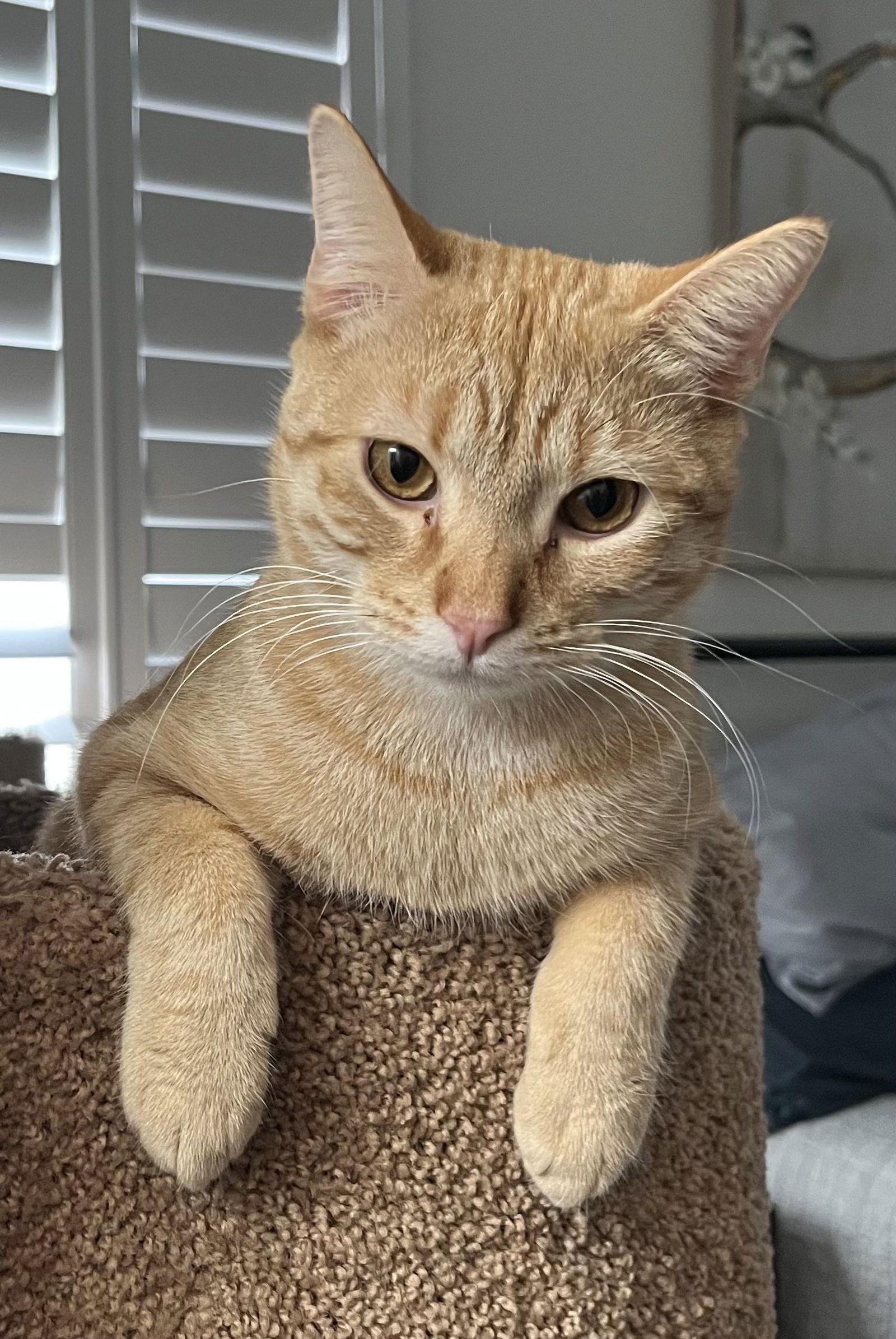 Enlarge Peter, a Adopted Domestic Short Hair in Fort Worth, TX image 1/3