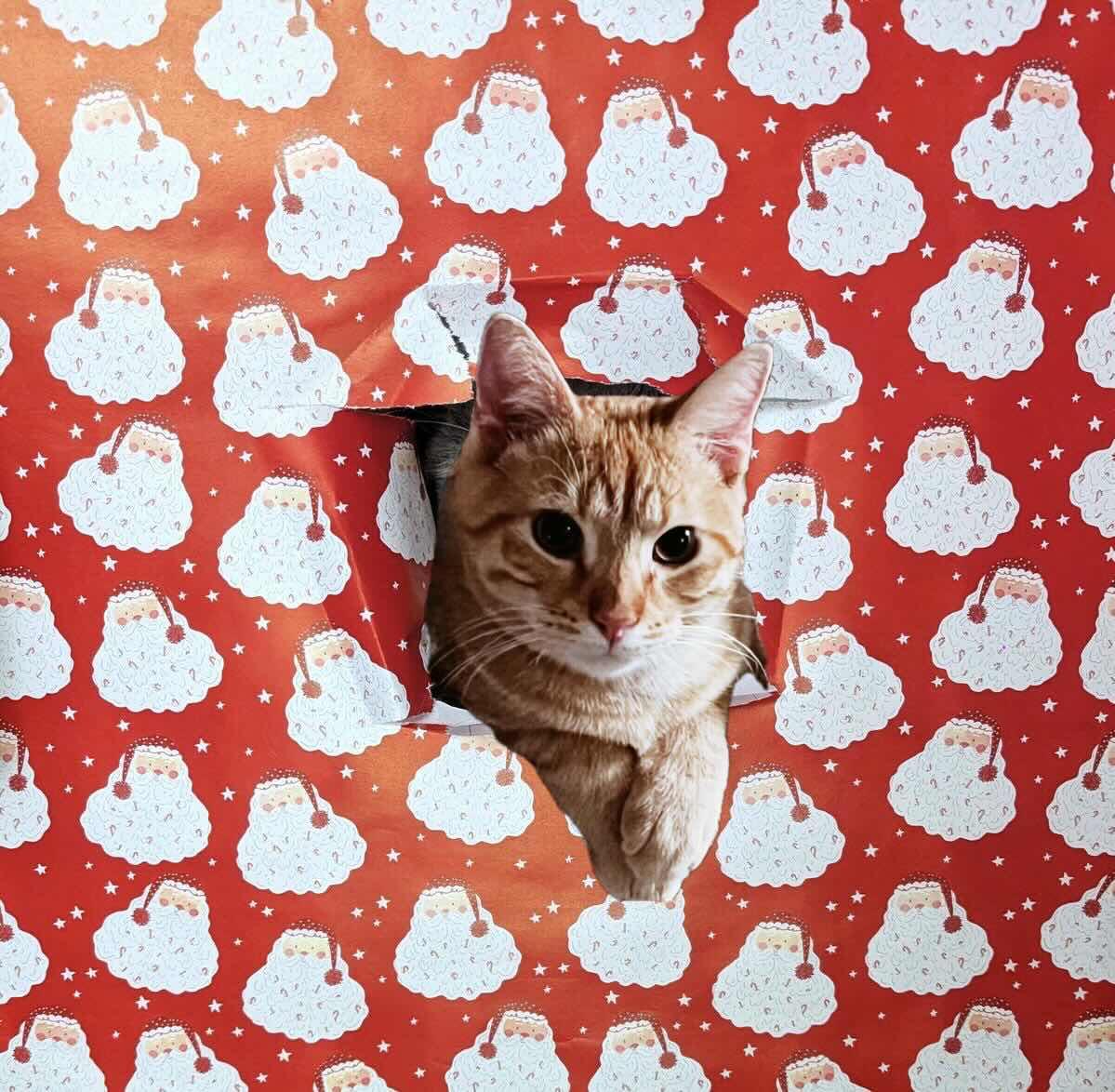 Enlarge Peter, a Adopted Domestic Short Hair in Fort Worth, TX image 2/3