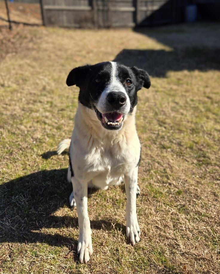 Enlarge Voki, a Adoptable Labrador Retriever in Douglasville, GA image 1/3