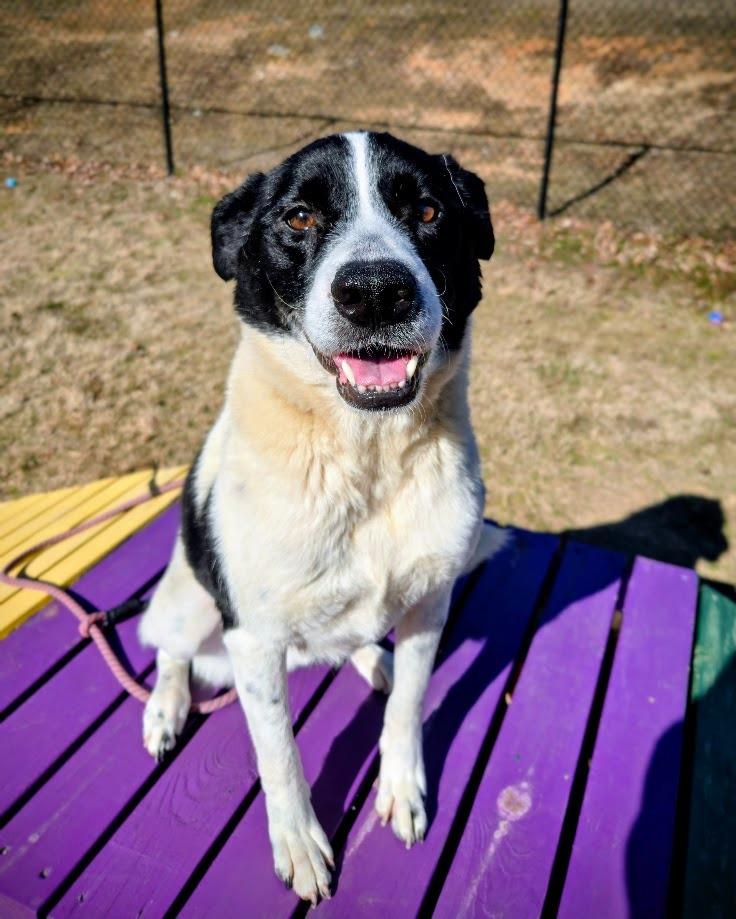 Enlarge Voki, a Adoptable Labrador Retriever in Douglasville, GA image 2/3