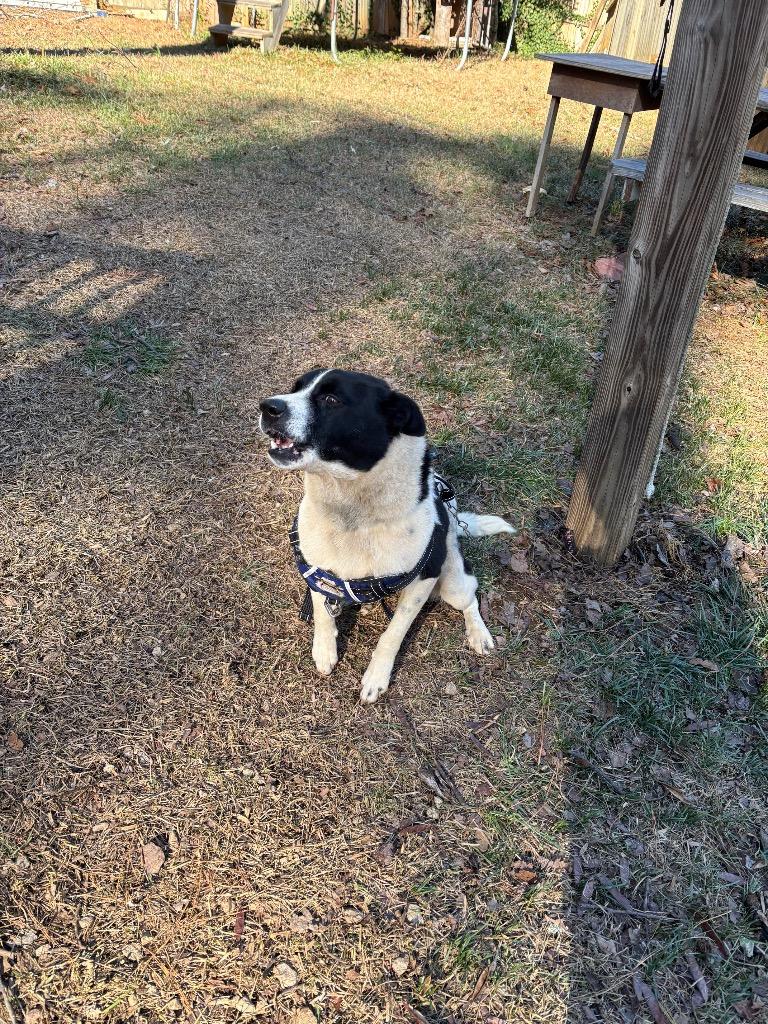 Enlarge Voki, a Adoptable Labrador Retriever in Douglasville, GA image 3/3