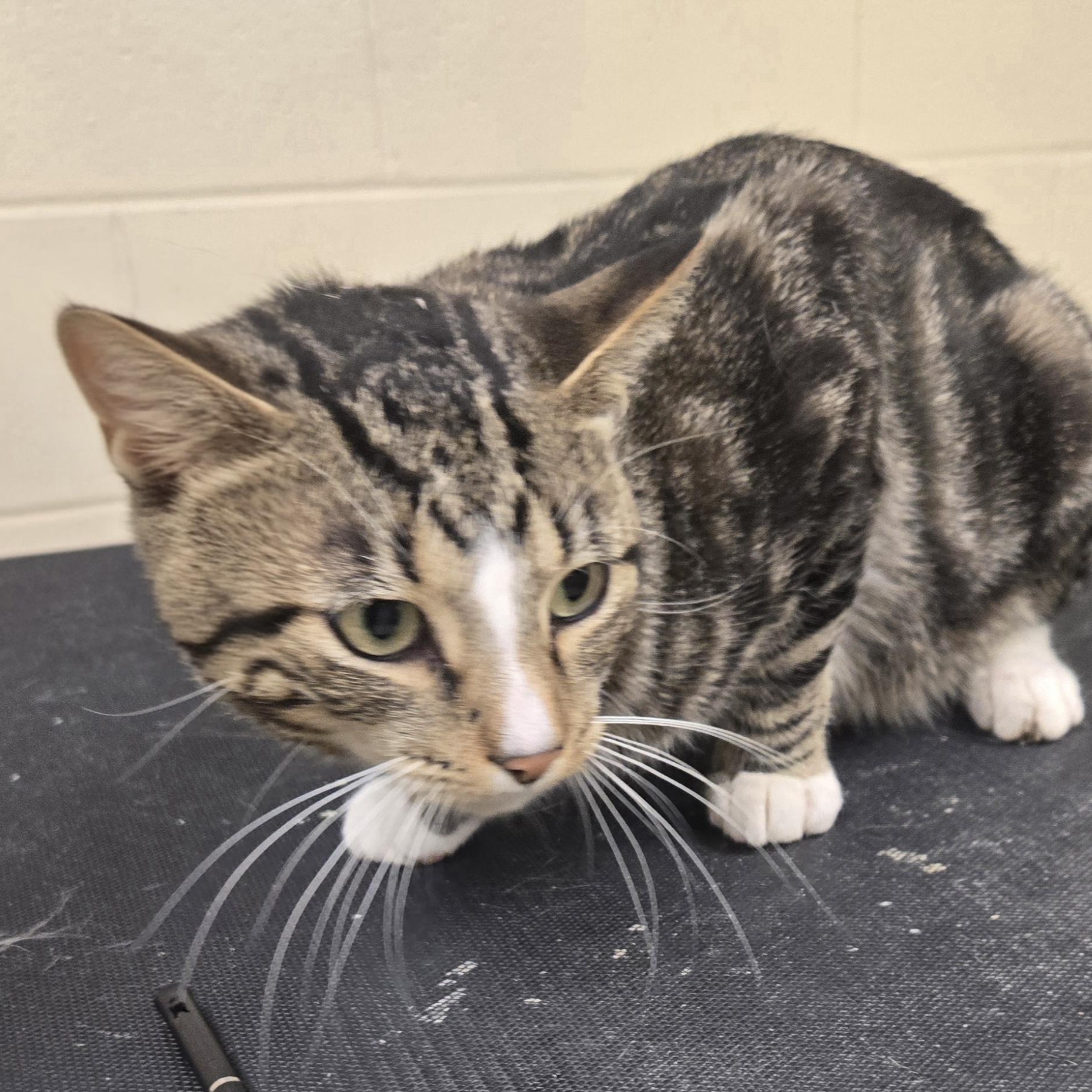 Enlarge Waffles, a Adoptable Domestic Short Hair in Xenia , OH image 2/6
