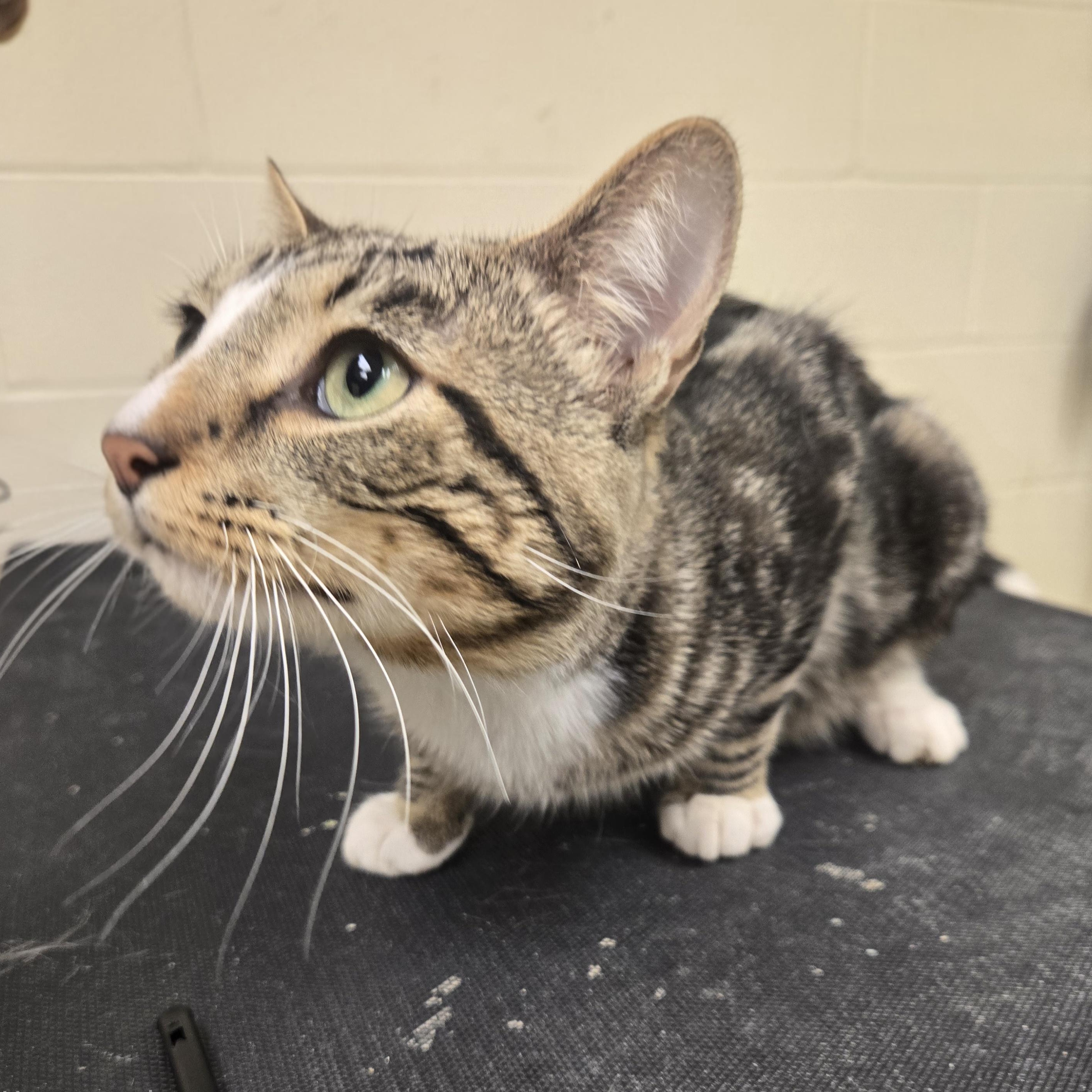 Enlarge Waffles, a Adoptable Domestic Short Hair in Xenia , OH image 4/6