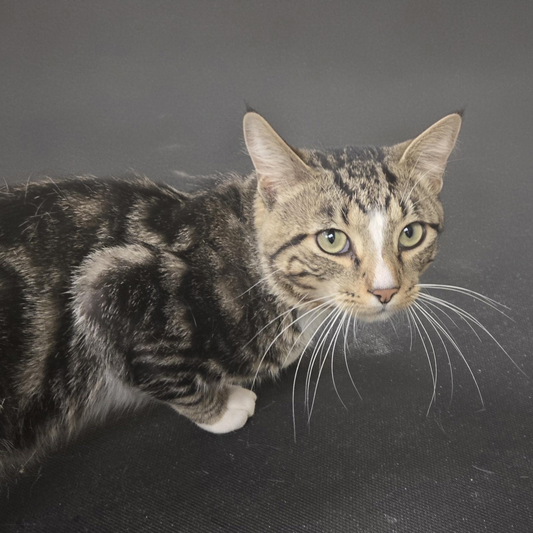 Enlarge Waffles, a Adoptable Domestic Short Hair in Xenia , OH image 5/6