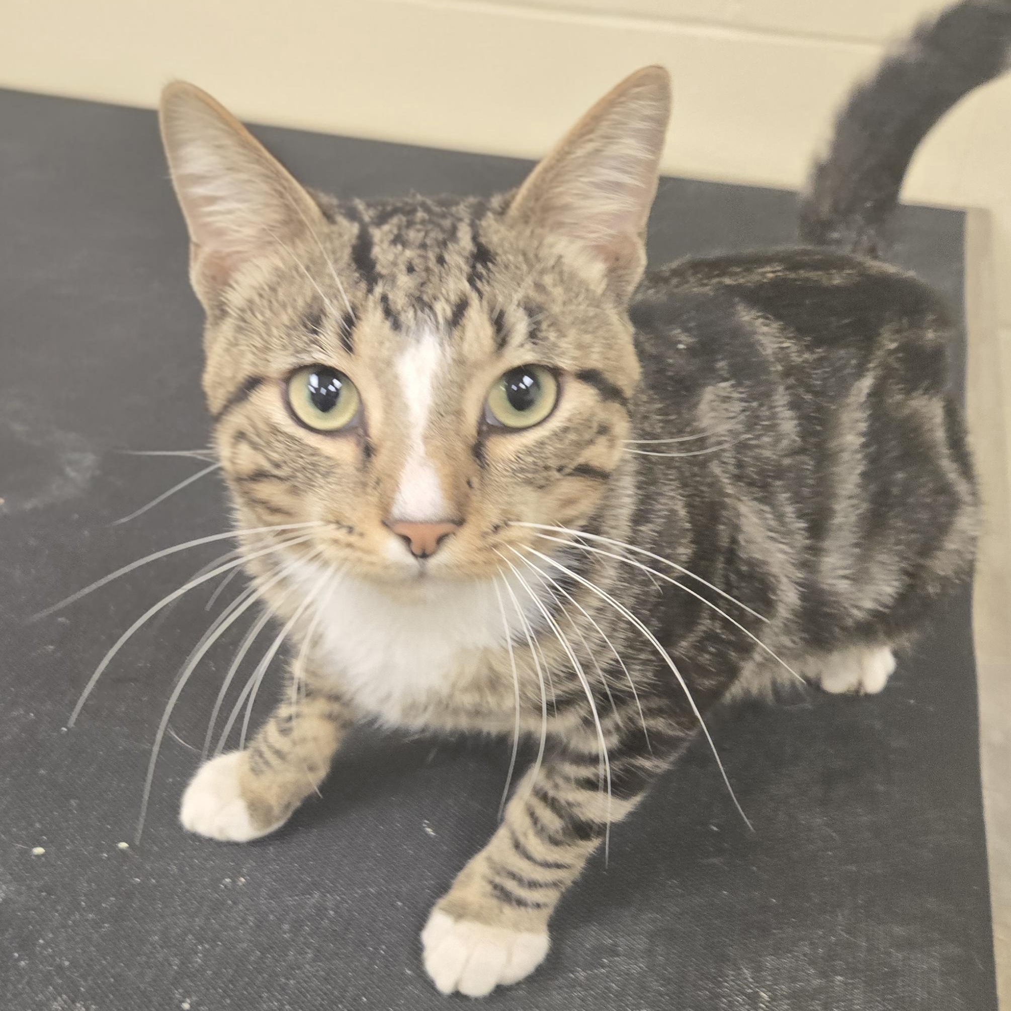 Enlarge Waffles, a Adoptable Domestic Short Hair in Xenia , OH image 6/6