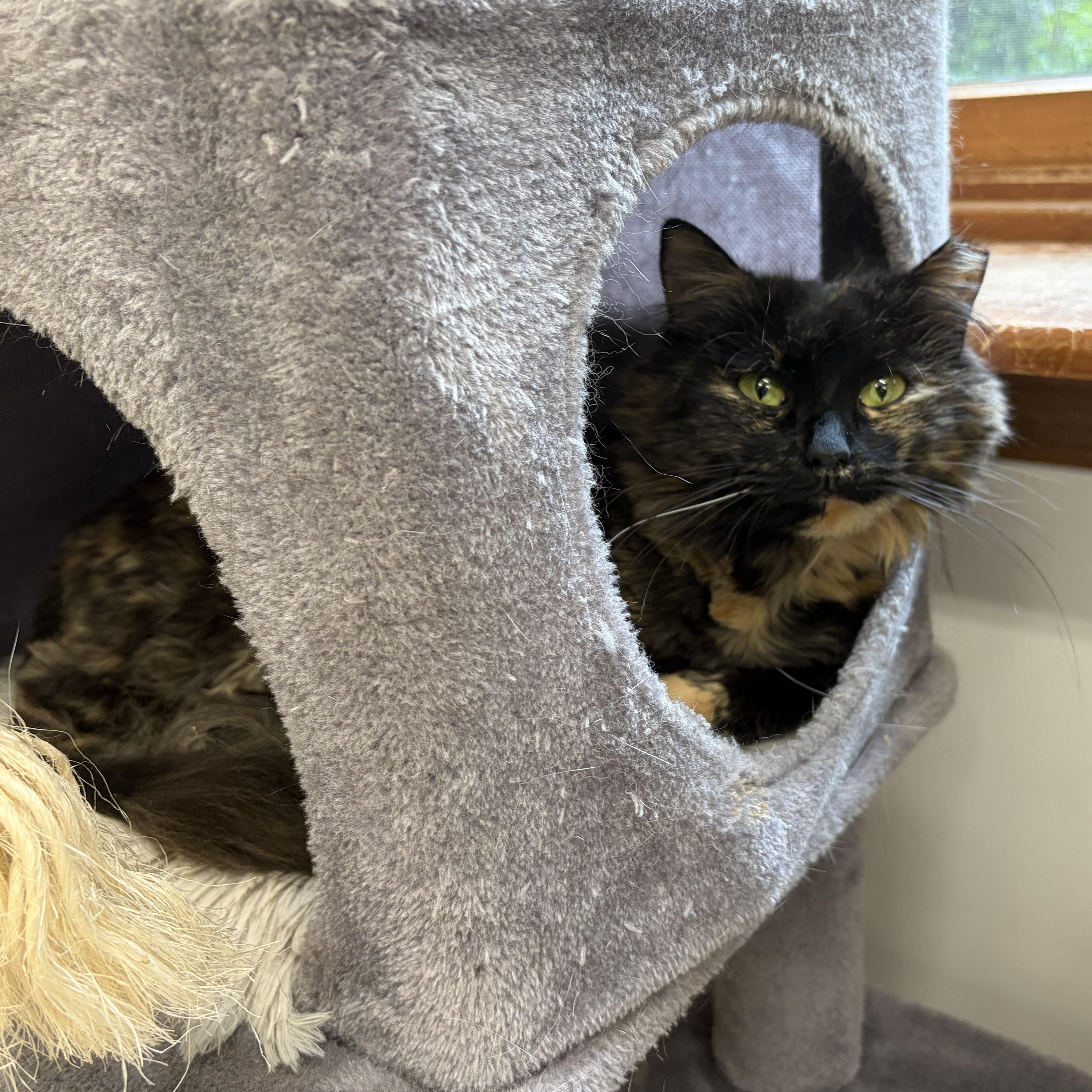Fancy, Adoptable, Adult Female Domestic Long Hair.