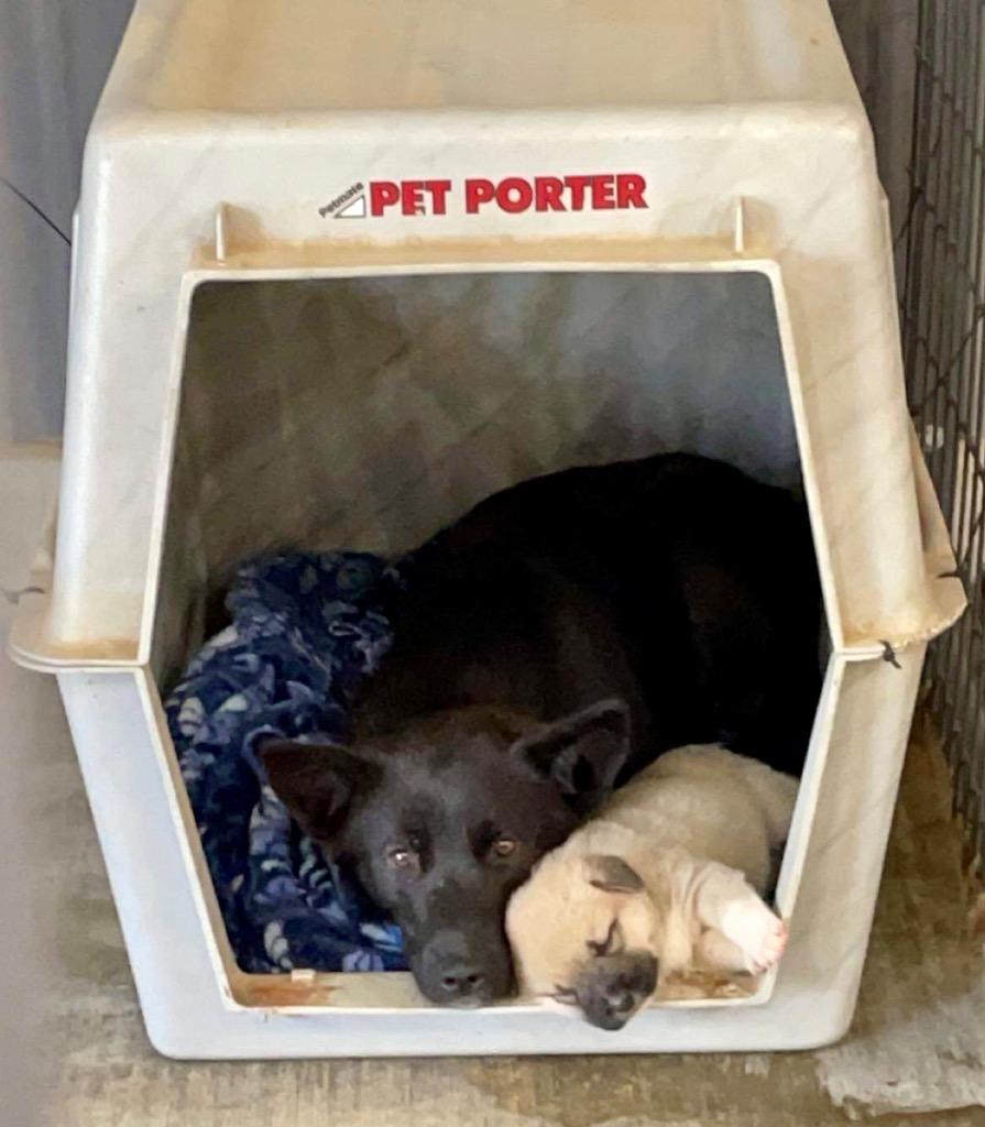 Enlarge Magie, a Adoptable mixed breed in Gilmer, TX image 2/6