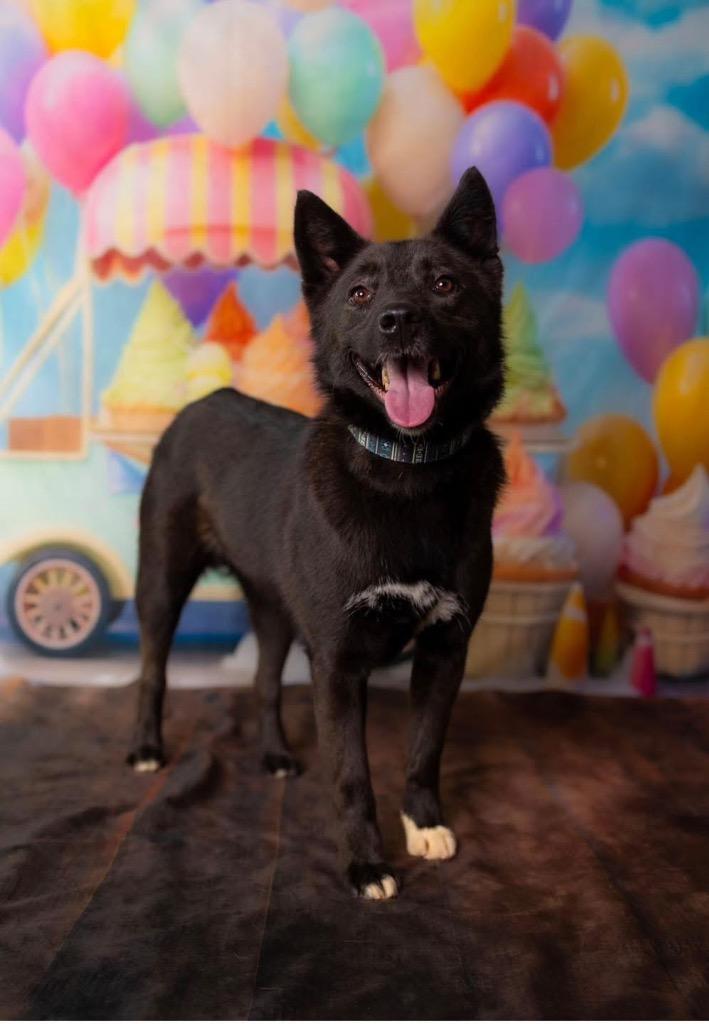 Enlarge Magie, a Adoptable mixed breed in Gilmer, TX image 1/6