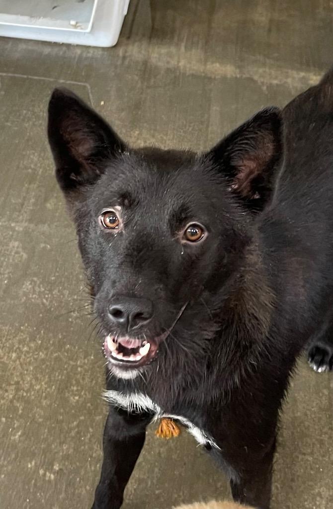 Enlarge Magie, a Adoptable mixed breed in Gilmer, TX image 3/6