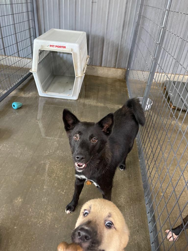 Enlarge Magie, a Adoptable mixed breed in Gilmer, TX image 4/6