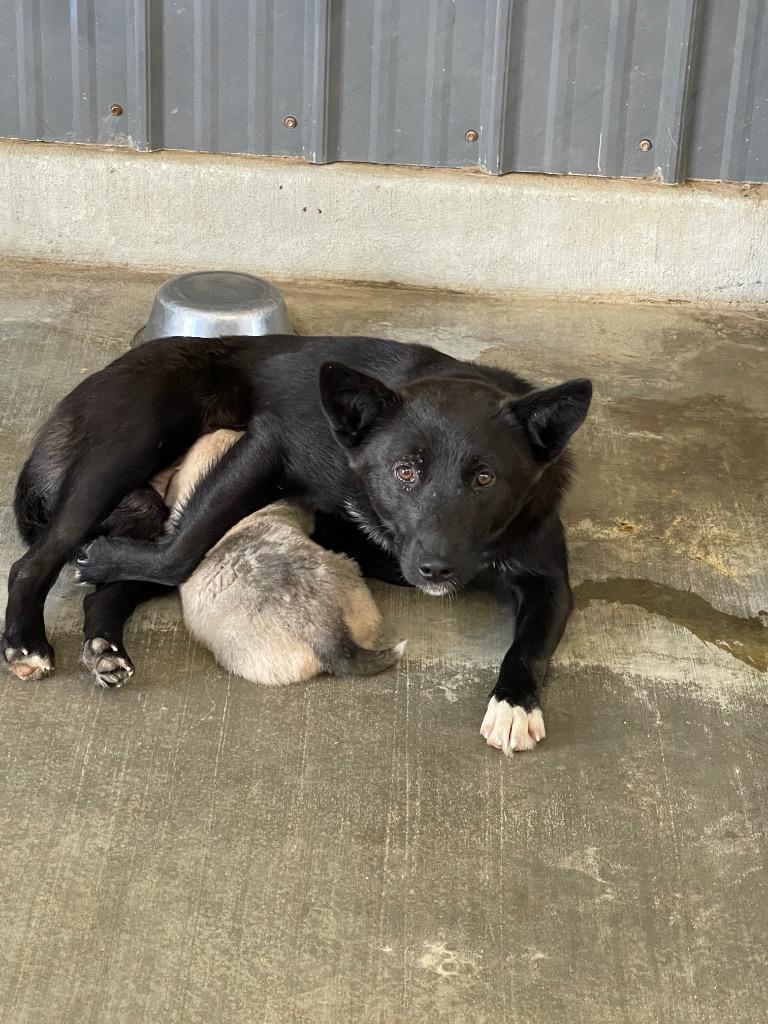 Enlarge Magie, a Adoptable mixed breed in Gilmer, TX image 5/6