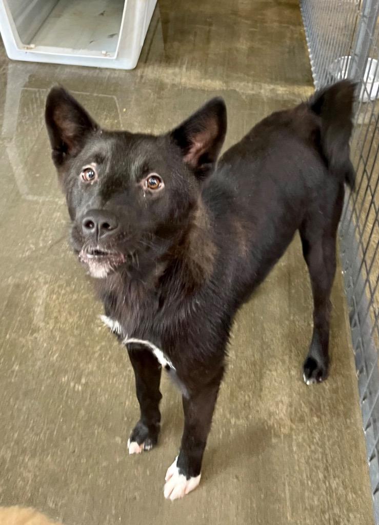 Enlarge Magie, a Adoptable mixed breed in Gilmer, TX image 6/6