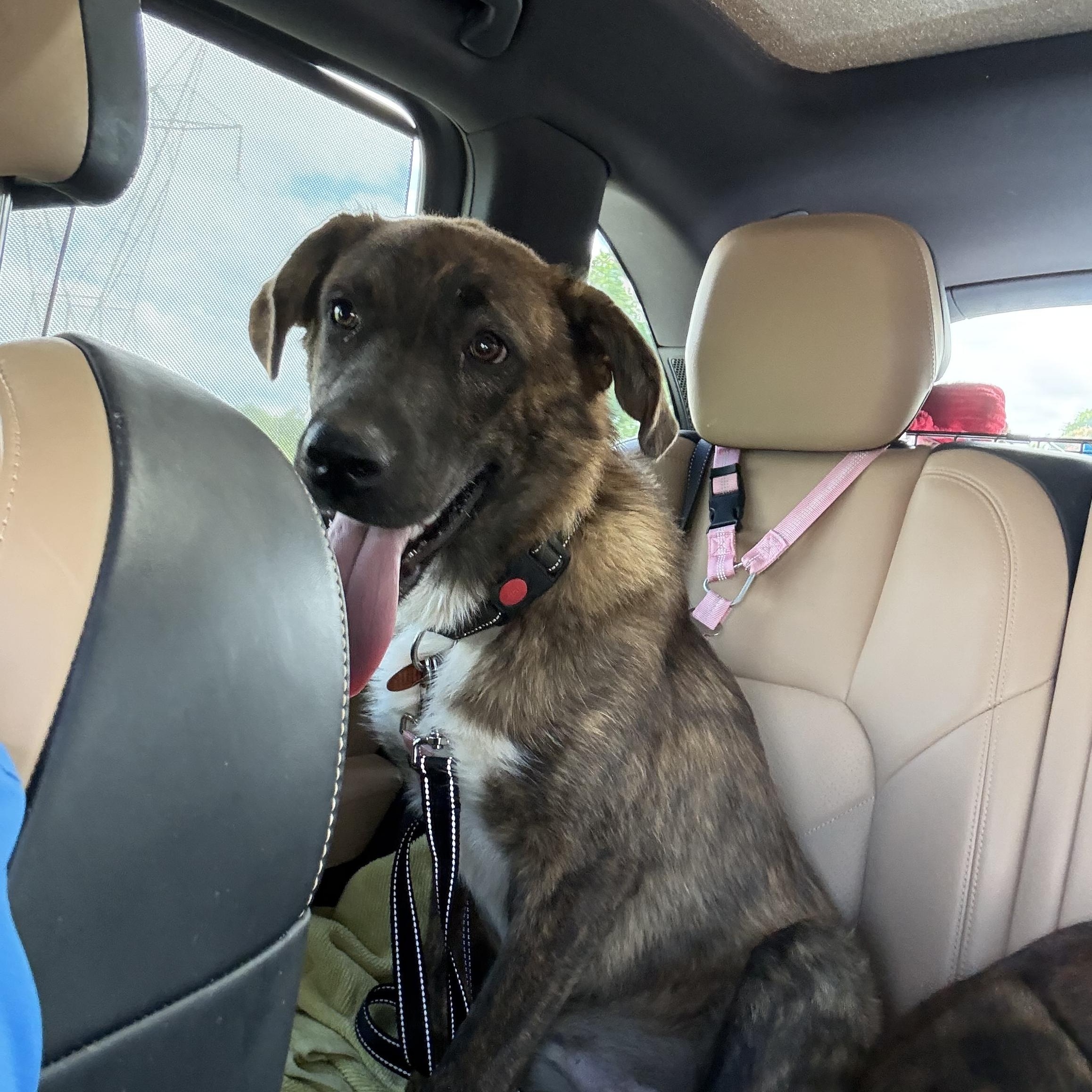 Harper, an adopted mixed breed in Brentwood, TN image 3/4