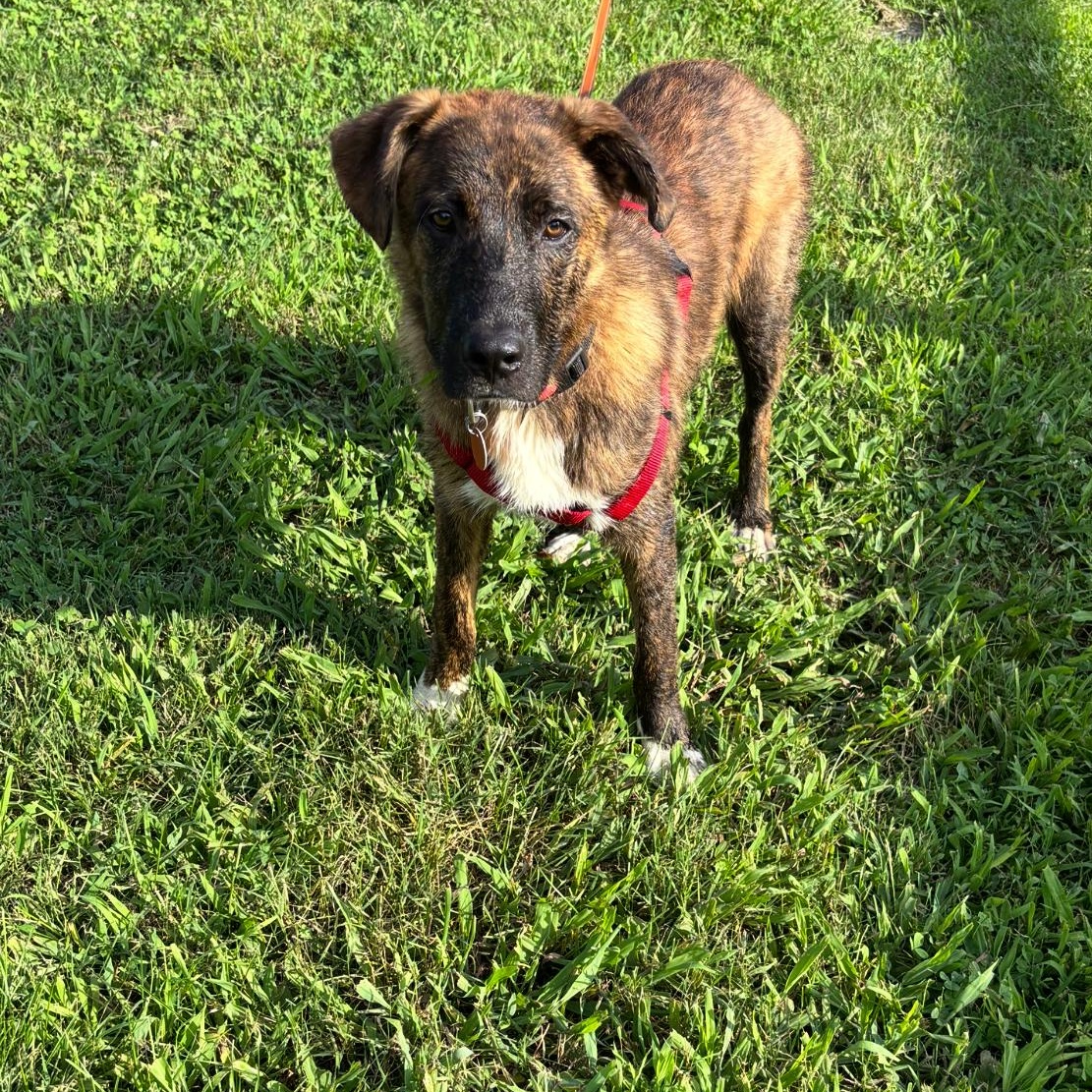 Harper, an adopted mixed breed in Brentwood, TN image 4/4
