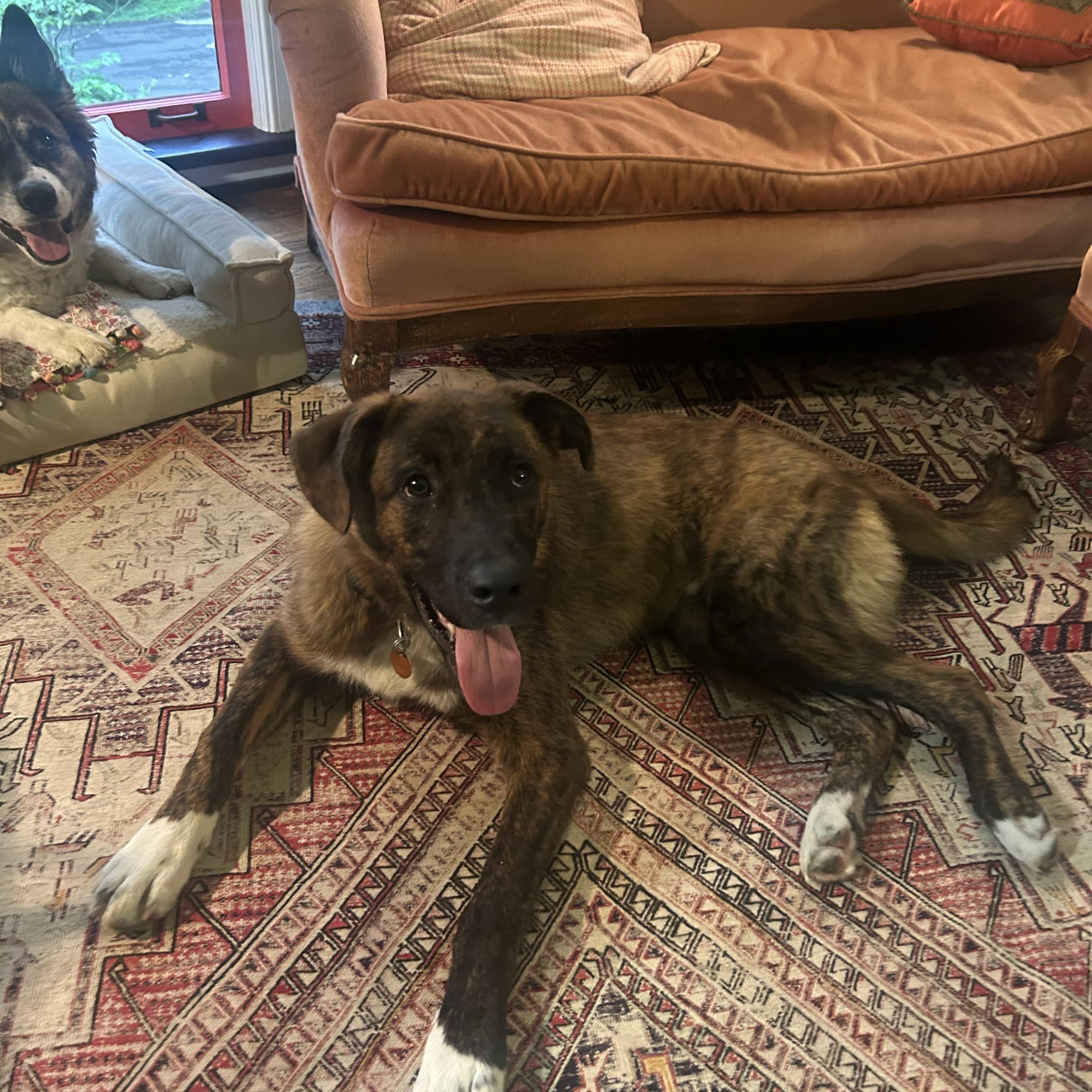Harper, an adopted mixed breed in Brentwood, TN image 2/4