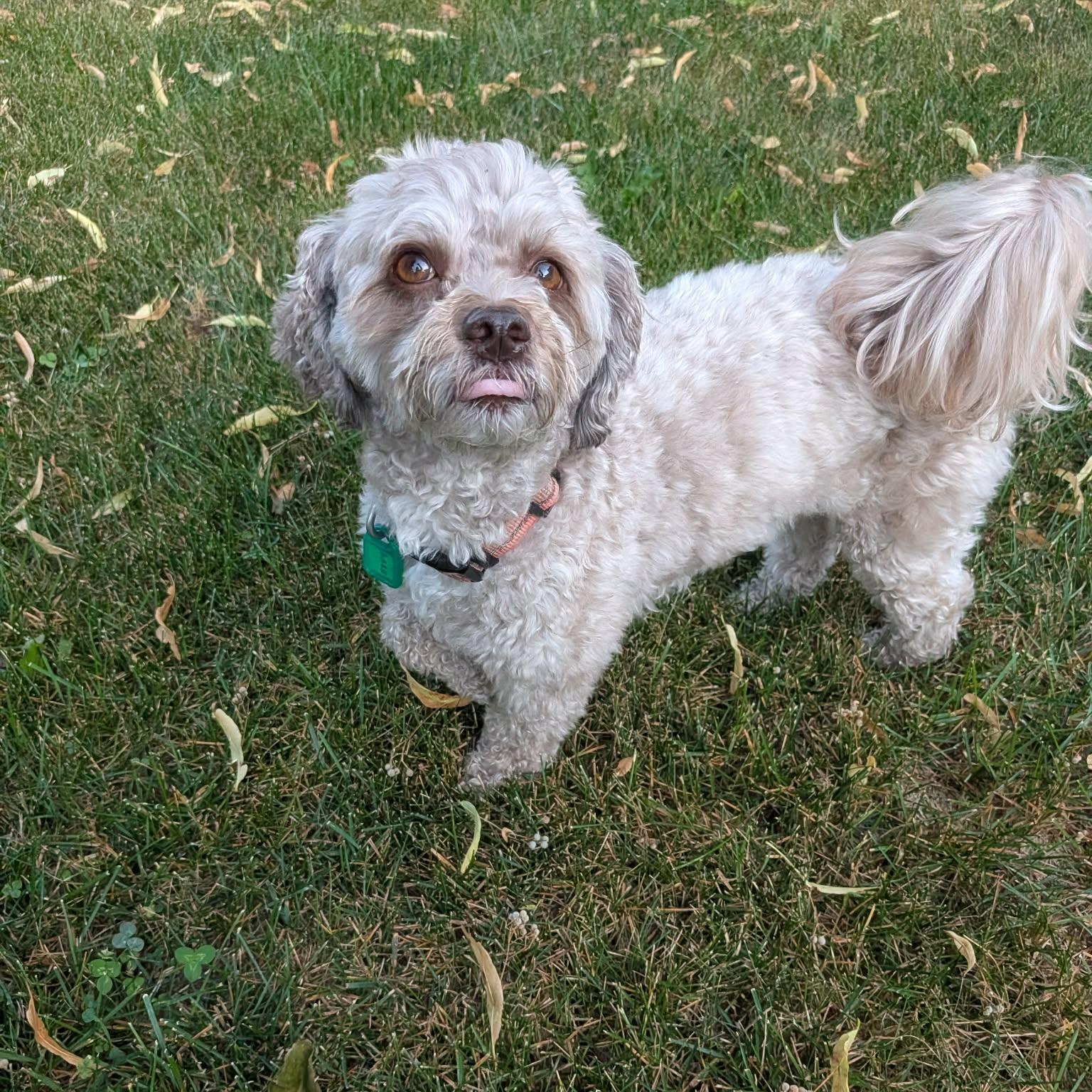 Enlarge Willy - Adoption Pending, an adopted Mixed Breed in Saskatoon, SK image 2/6