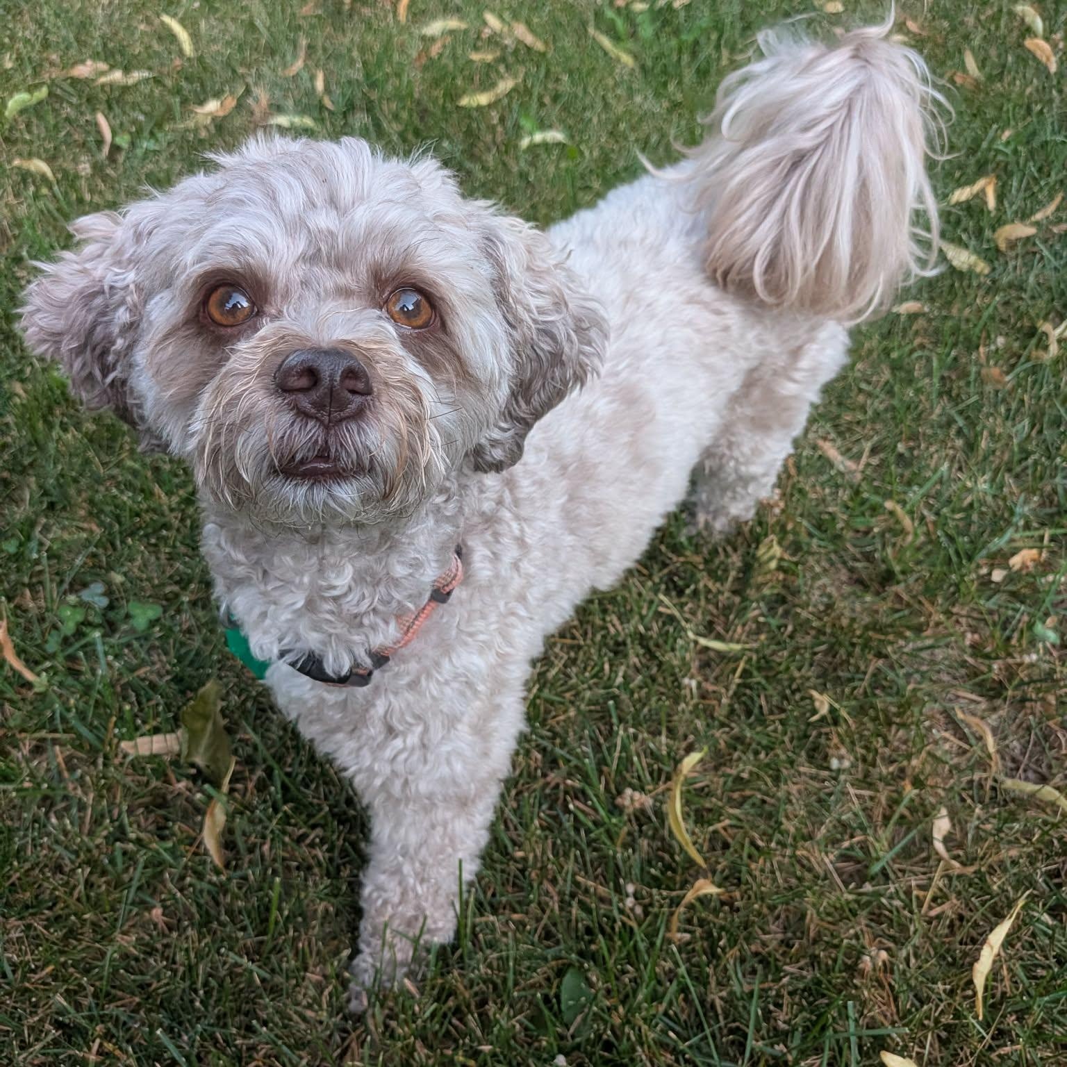 Enlarge Willy - Adoption Pending, an adopted Mixed Breed in Saskatoon, SK image 1/6