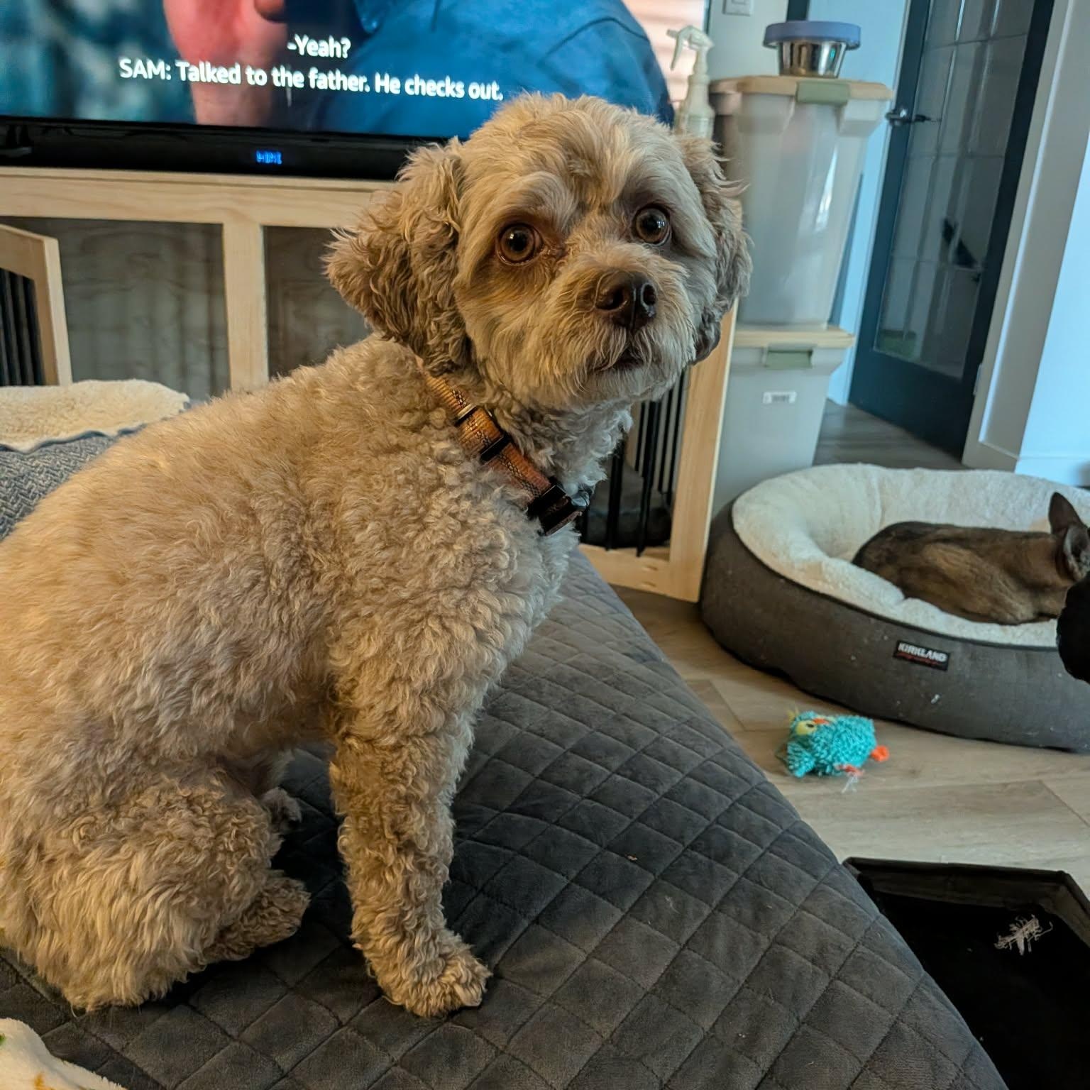 Enlarge Willy - Adoption Pending, an adopted Mixed Breed in Saskatoon, SK image 5/6
