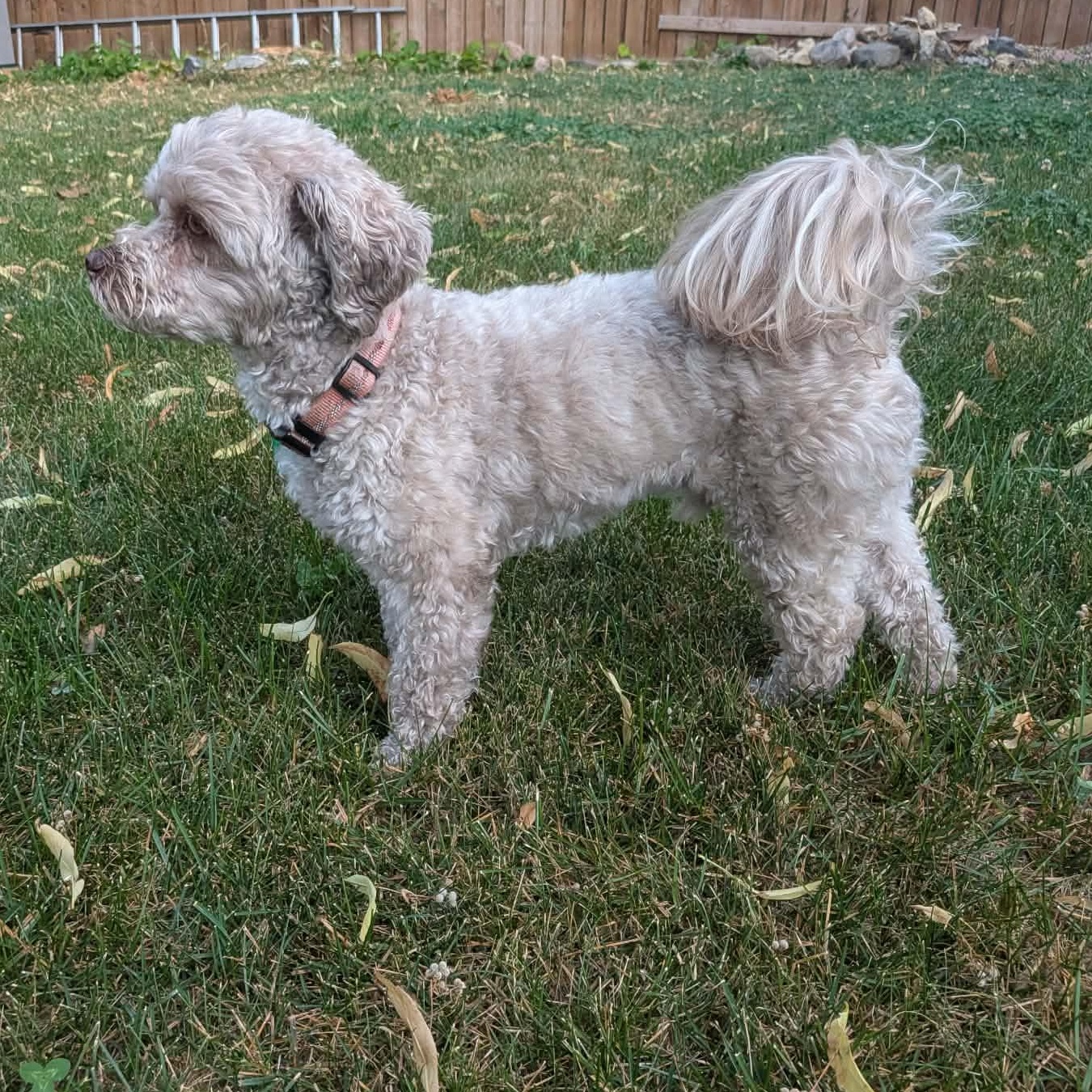 Enlarge Willy - Adoption Pending, an adopted Mixed Breed in Saskatoon, SK image 4/6