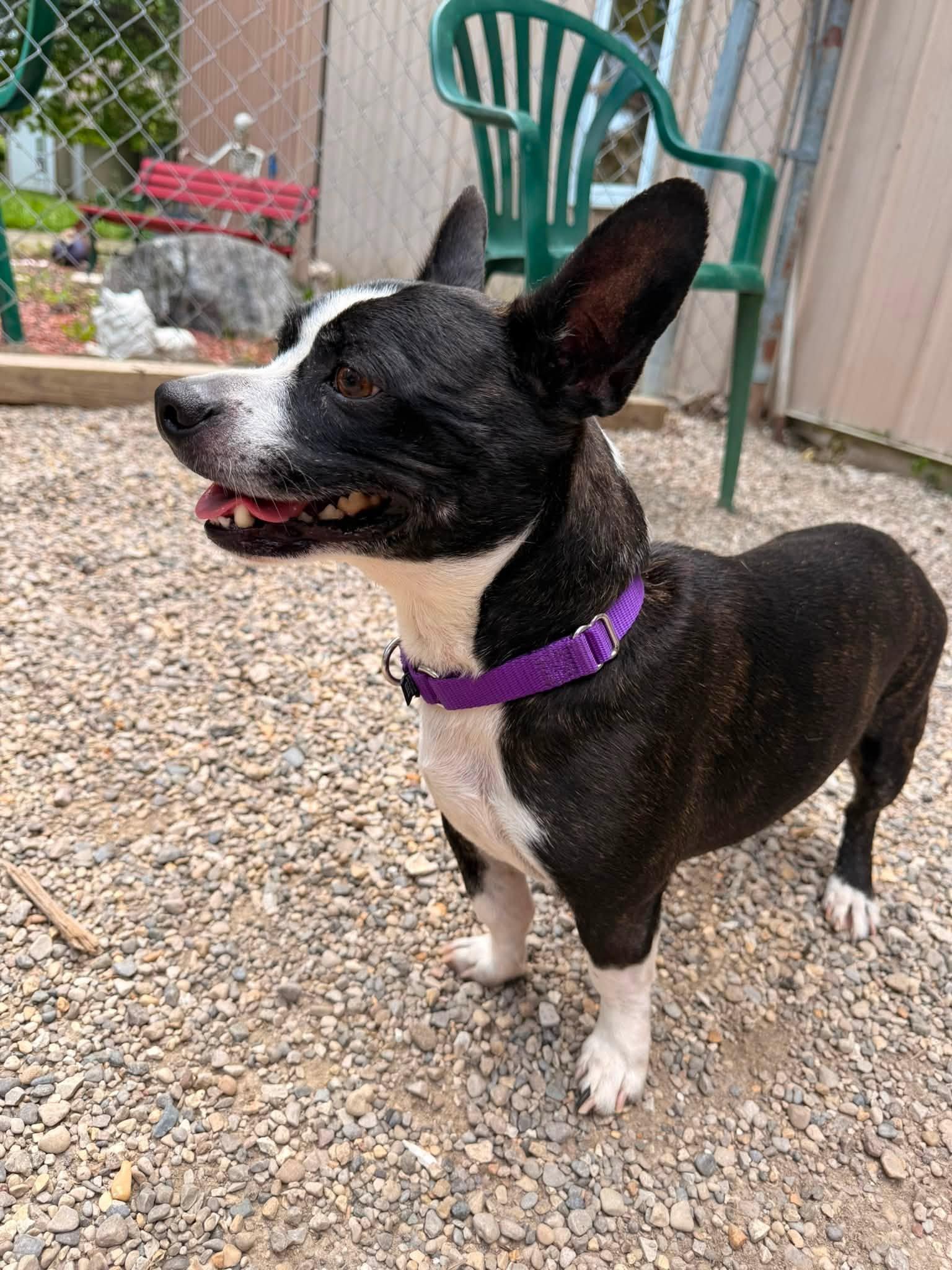 Johnny, an adopted mixed breed in Indianapolis, IN image 2/5