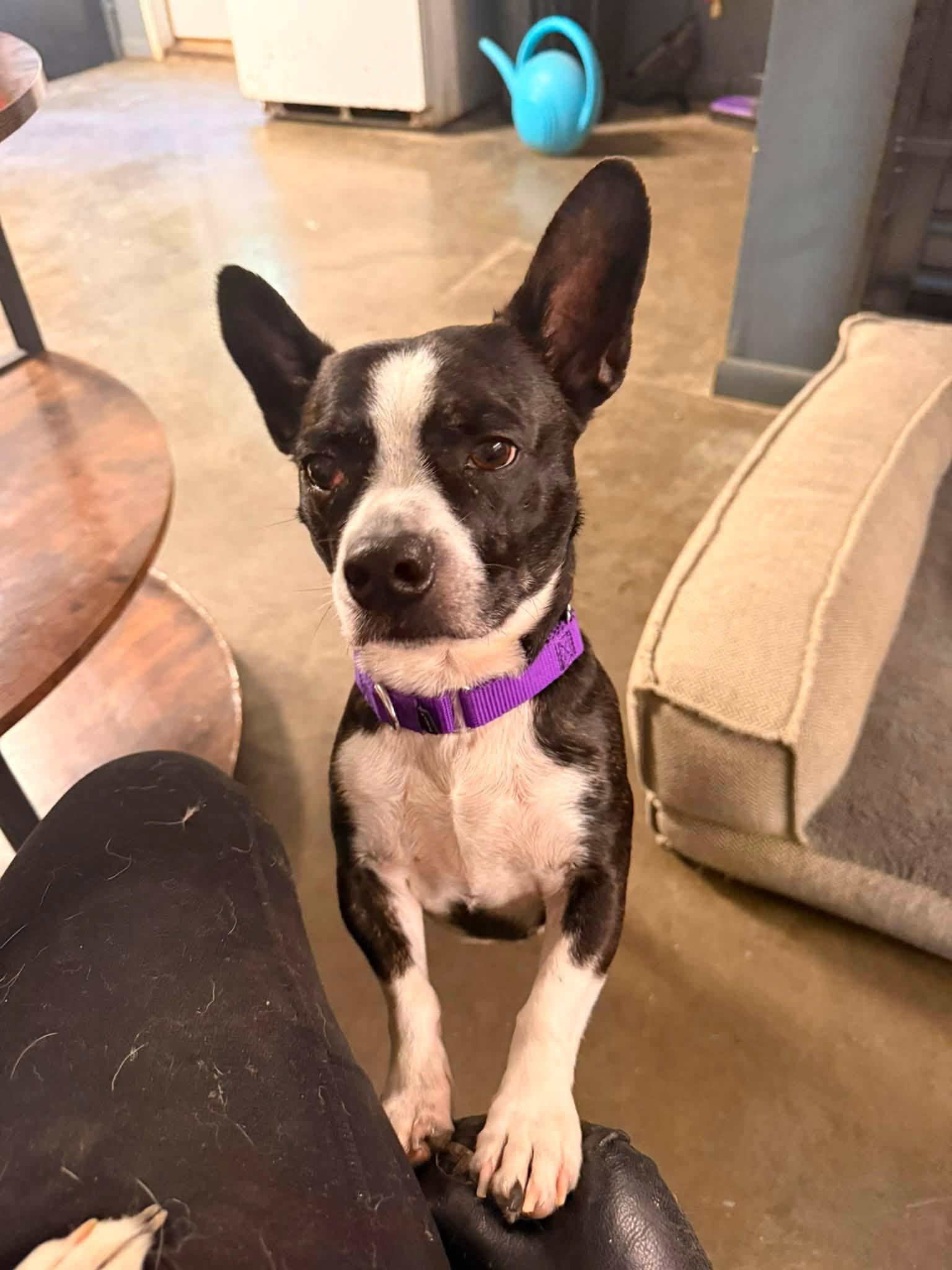 Johnny, an adopted mixed breed in Indianapolis, IN image 4/5