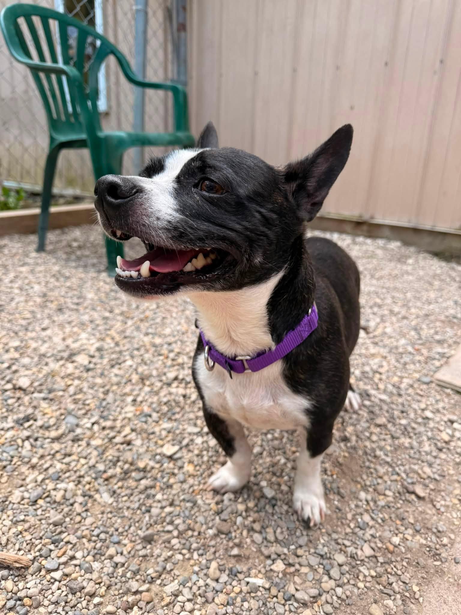 Johnny, adopted, Young Male Corgi & Boston Terrier.