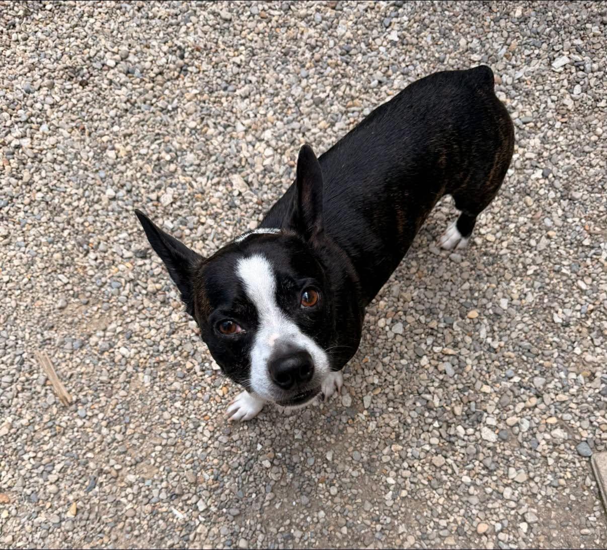 Johnny, an adopted mixed breed in Indianapolis, IN image 5/5