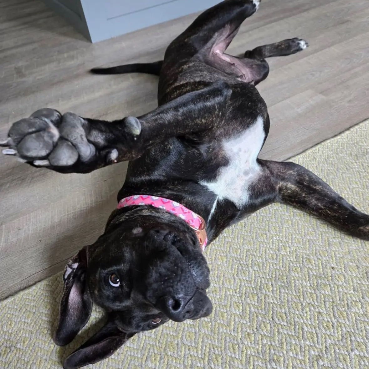 Kit Kat, a Adopted mixed breed in Virginia Beach, VA image 2/5