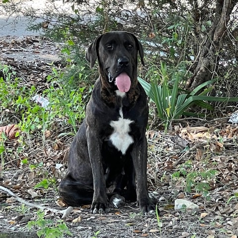 Kit Kat, a Adopted mixed breed in Virginia Beach, VA image 3/5