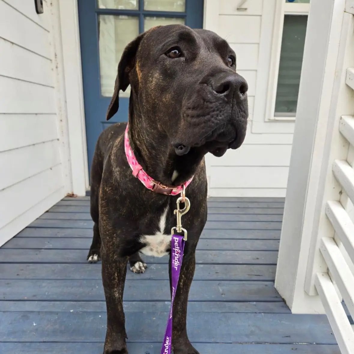 Kit Kat, Adopted, Young Female Mastiff.
