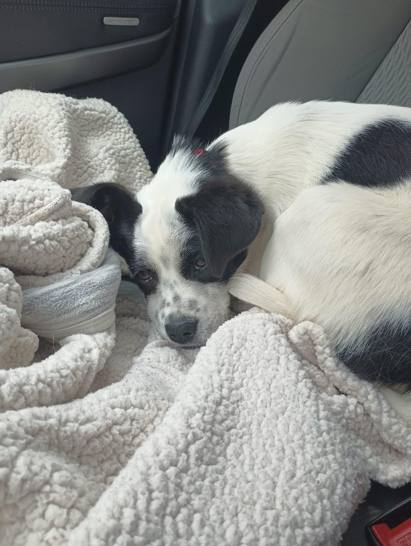 Enlarge Pipsqueak, a ADOPTABLE Mixed Breed in Highland, NY image 2/2