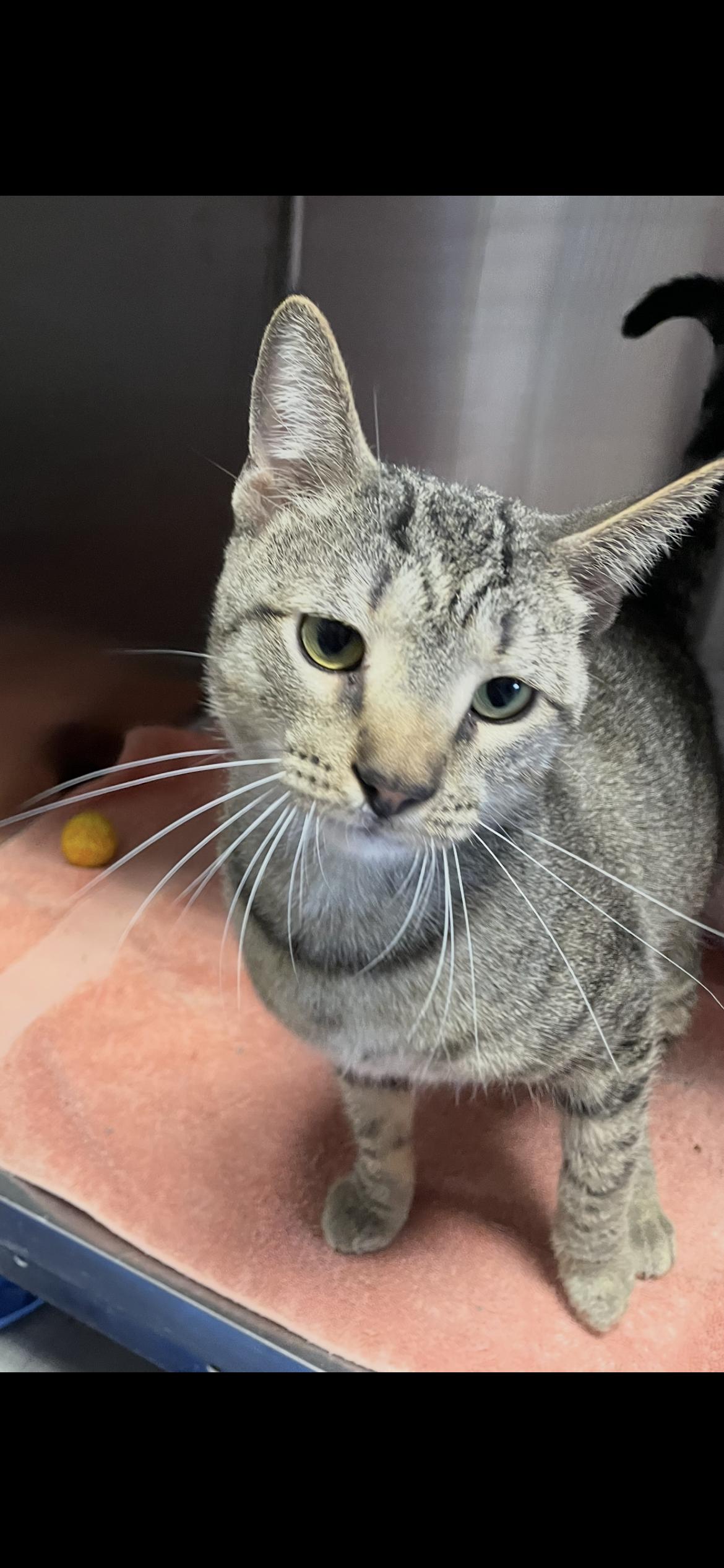 Enlarge Tiger, a Adopted mixed breed in Georgetown, KY image 1/1